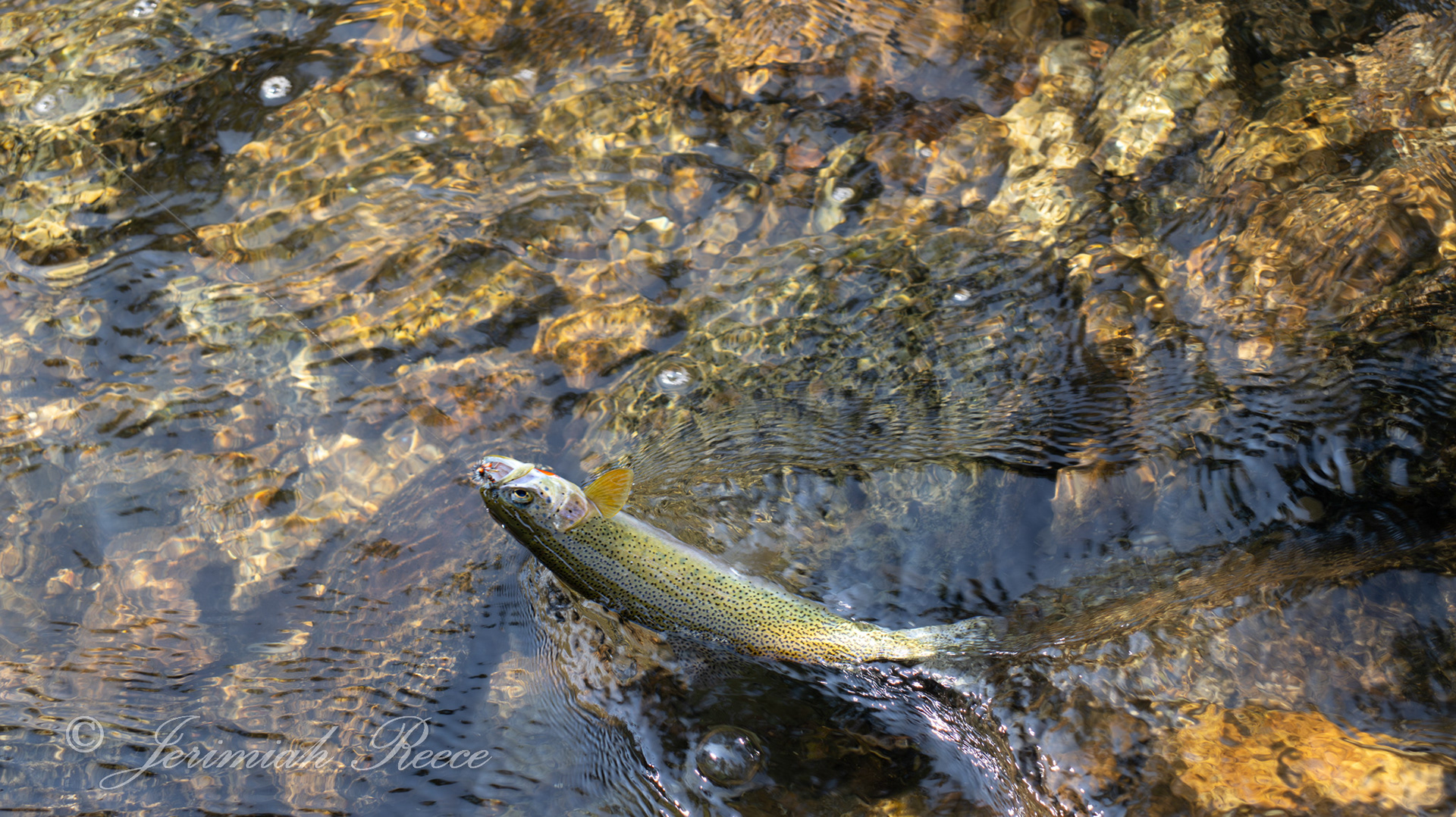 Trout - West Fork River - Bitterroot Valley - MT