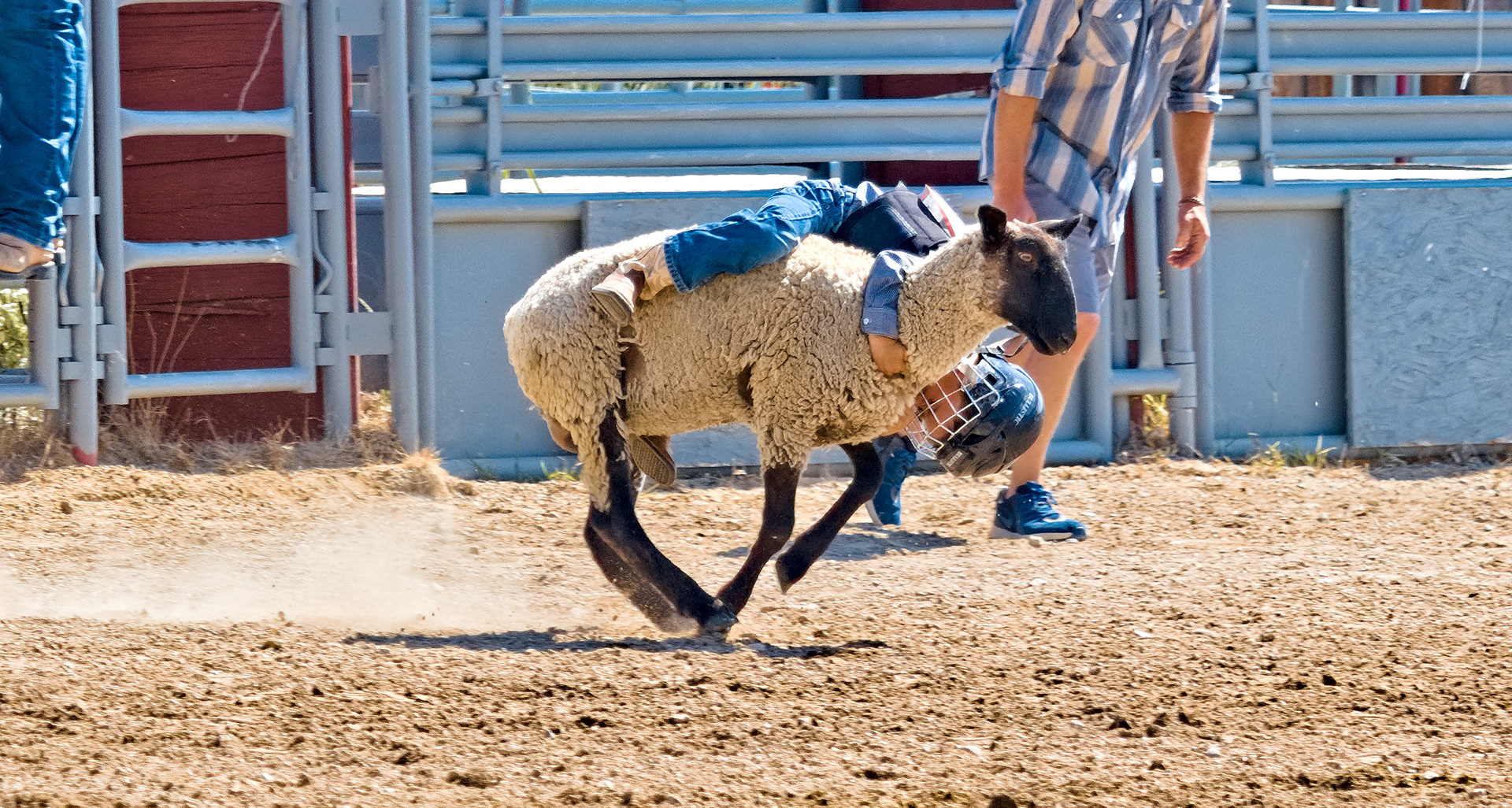 Mutton Busting - Jefferson County Fairgrounds
