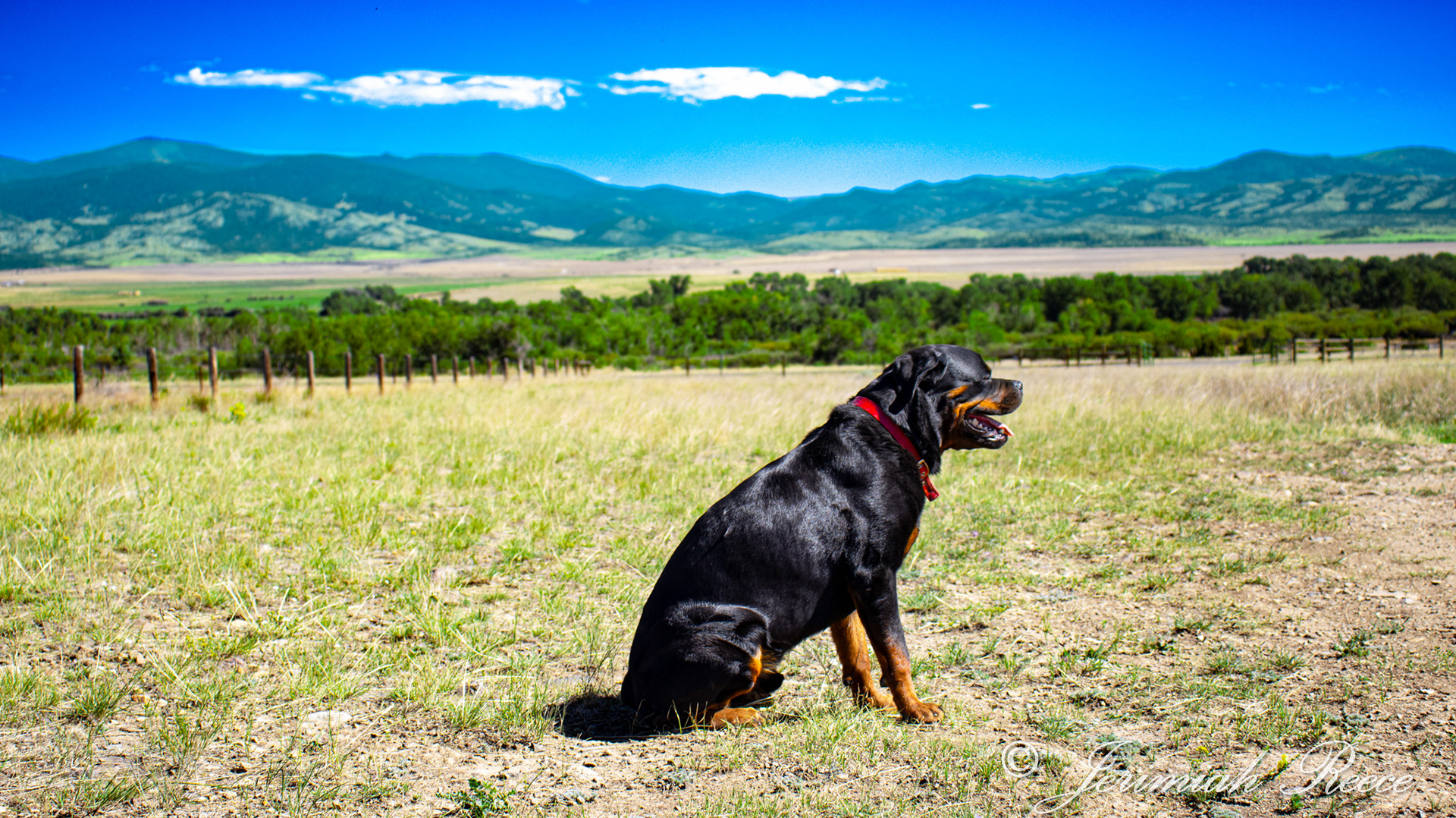 Rottweiler - Boulder, MT