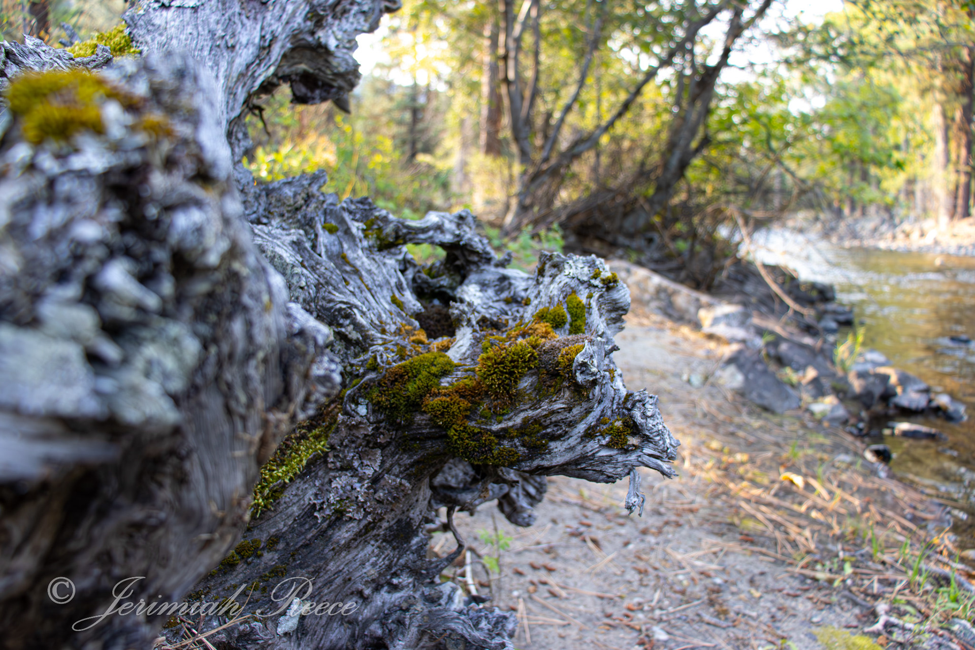 Lichen - West Fork River Bitterroot Valley - MT