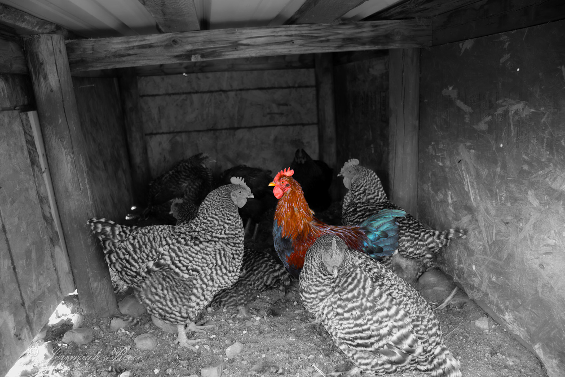 Mini Rooster - Boulder, MT