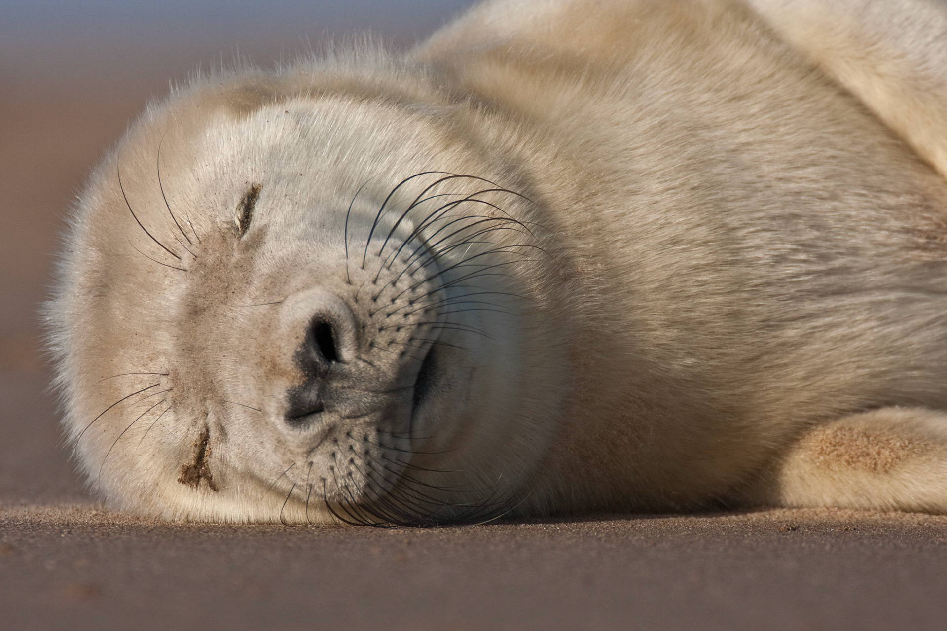 Sleepy Head (2009)