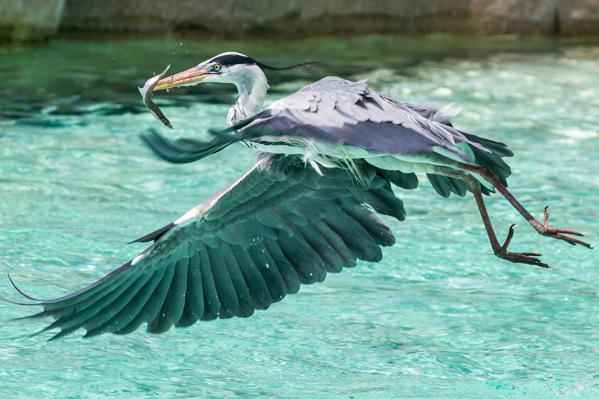 Heron (2012)
