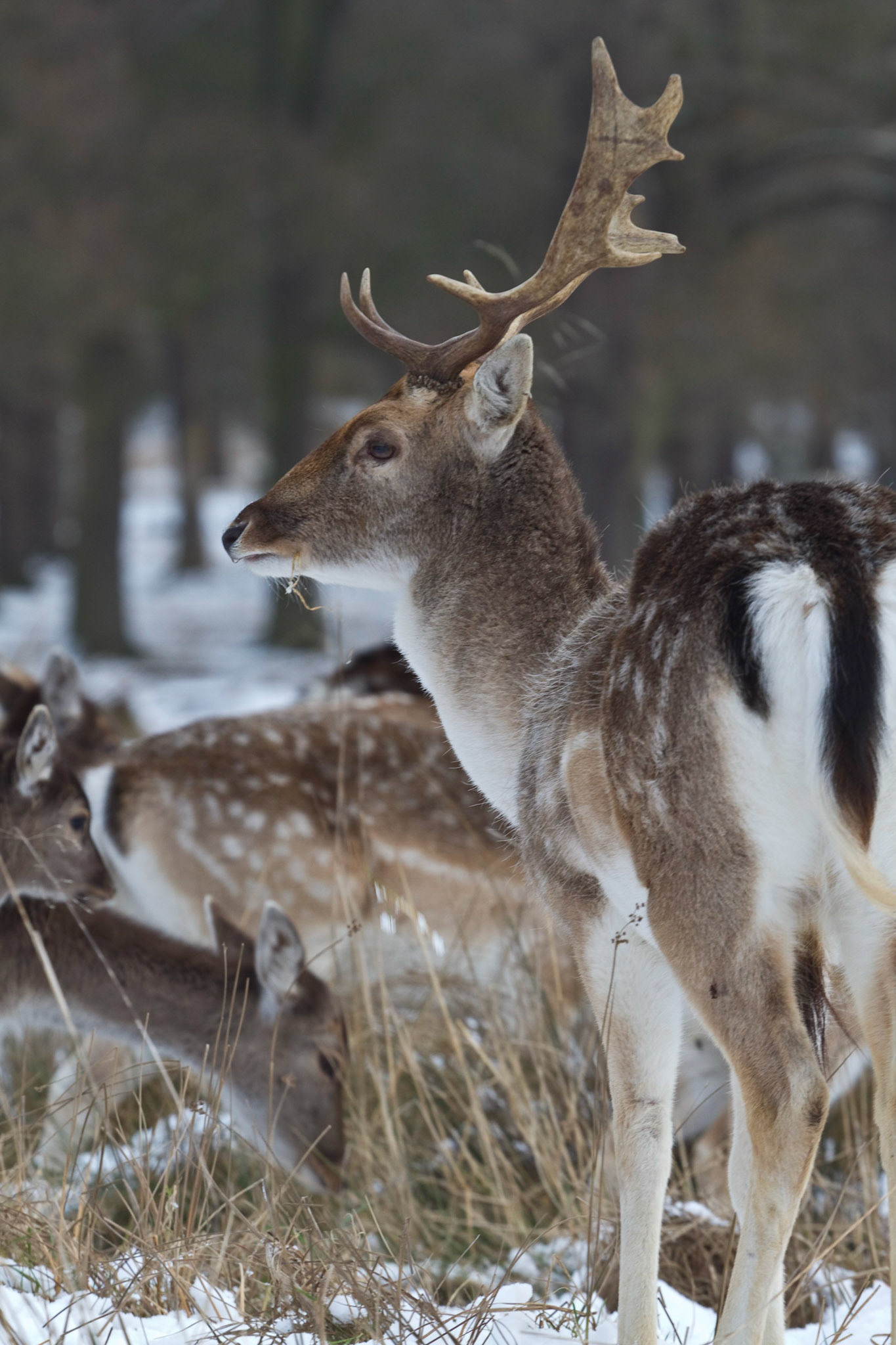 Snow-Eye-Deer (2010)