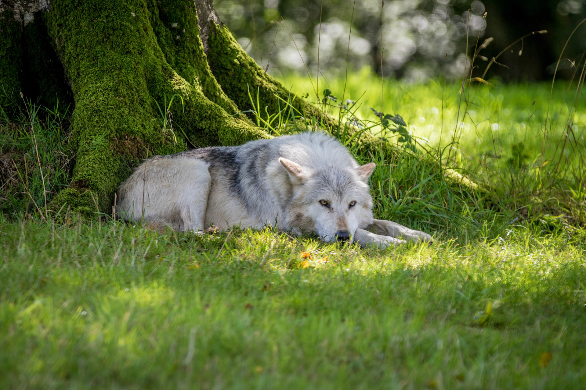 Watching Wolf (2015)