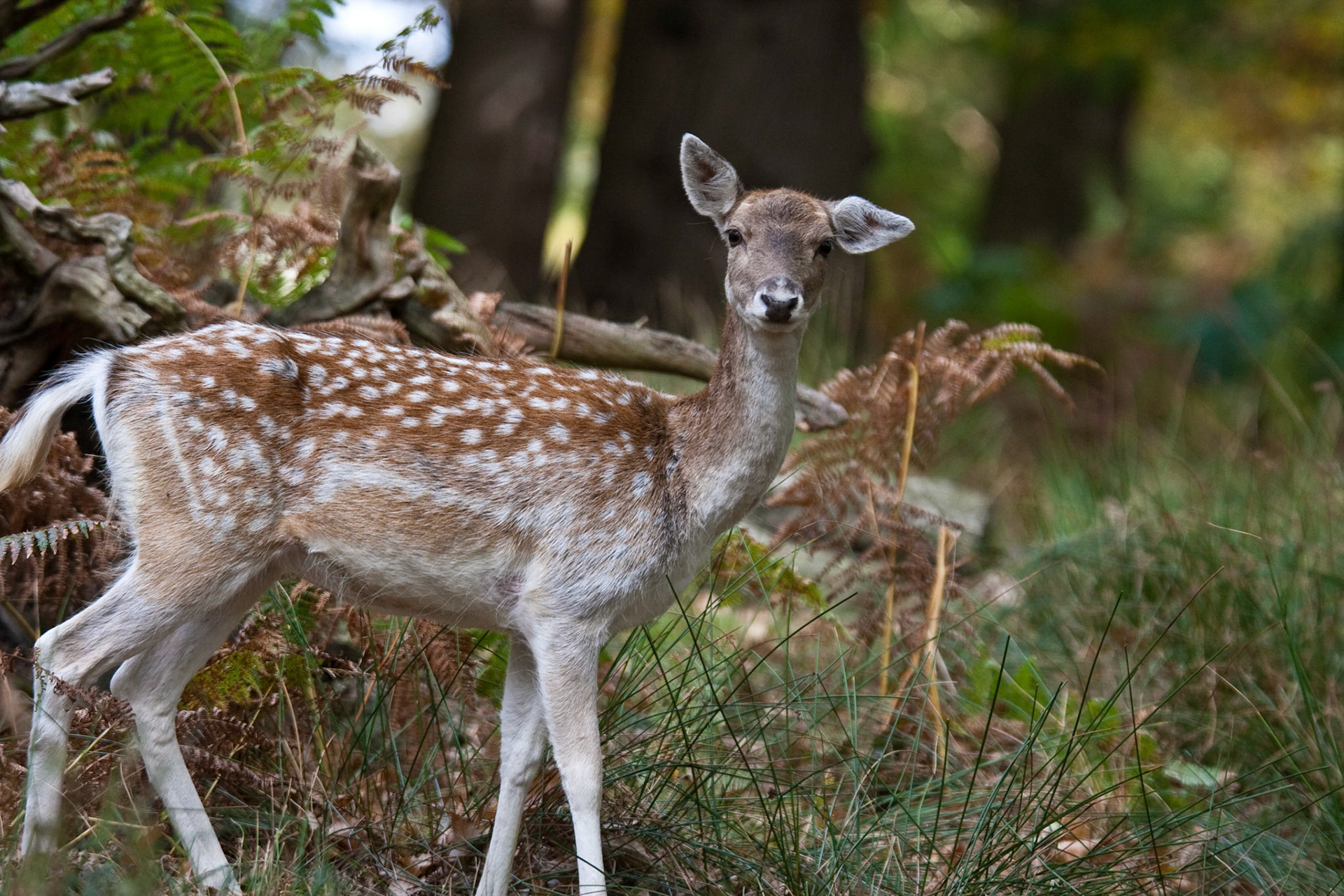 Quizzical Look (2009)