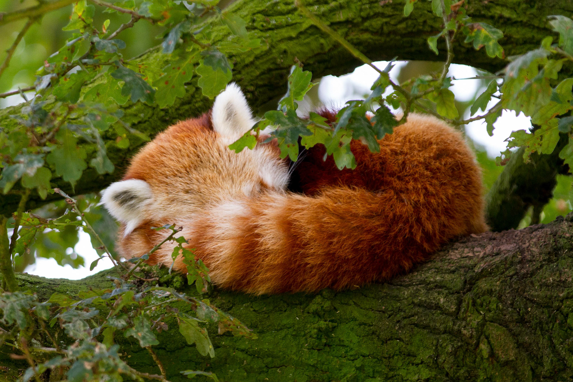 Red Panda (2014)