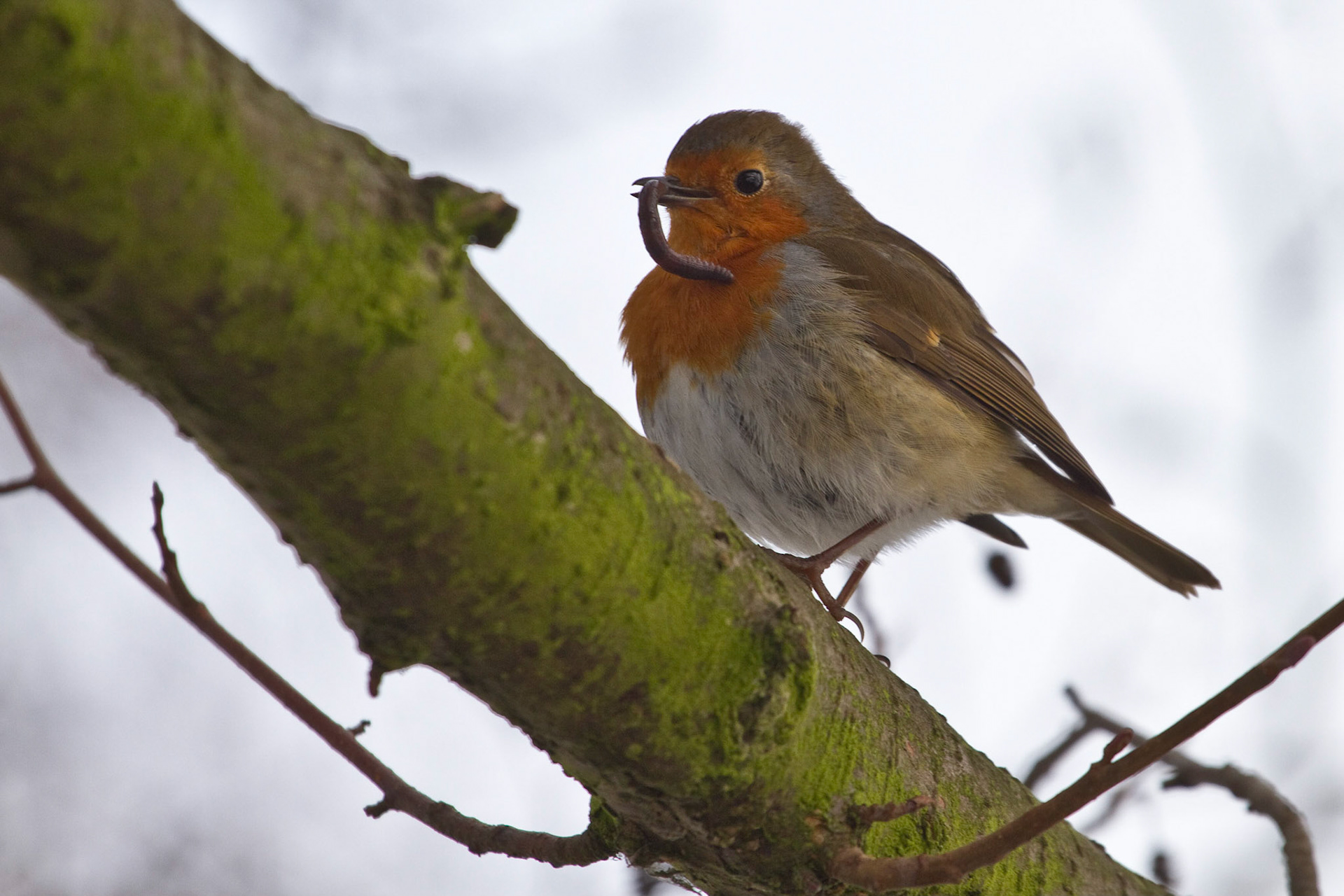 The Early Bird (2010)