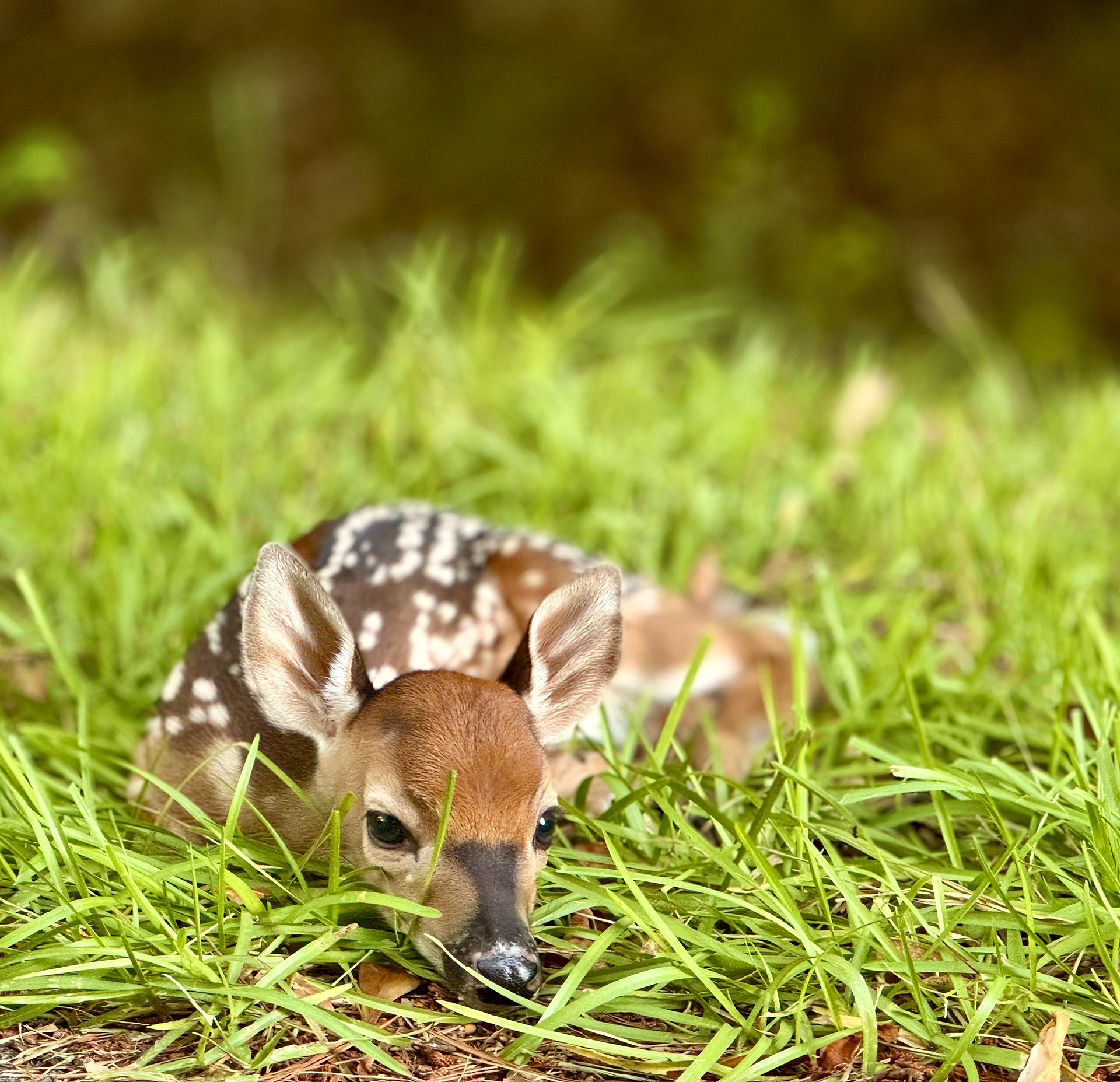 Fawn in grass