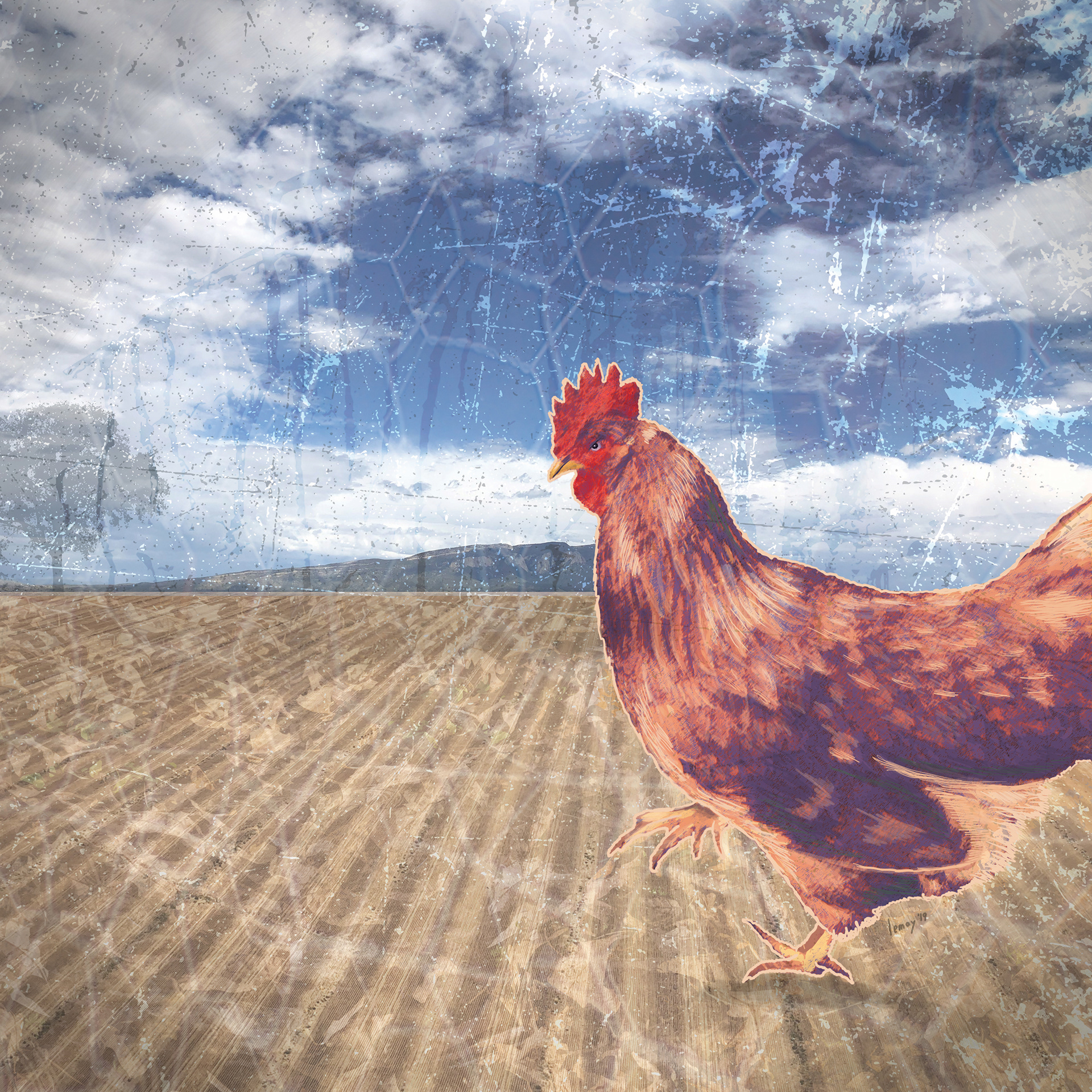 Chicken Illustration