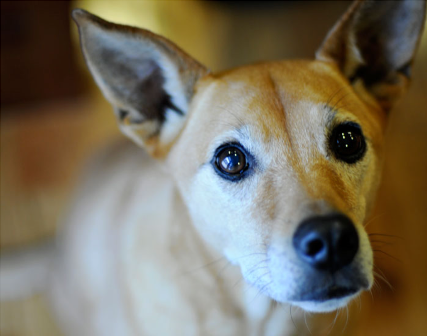 Mattie the Wonder Dog Photograph