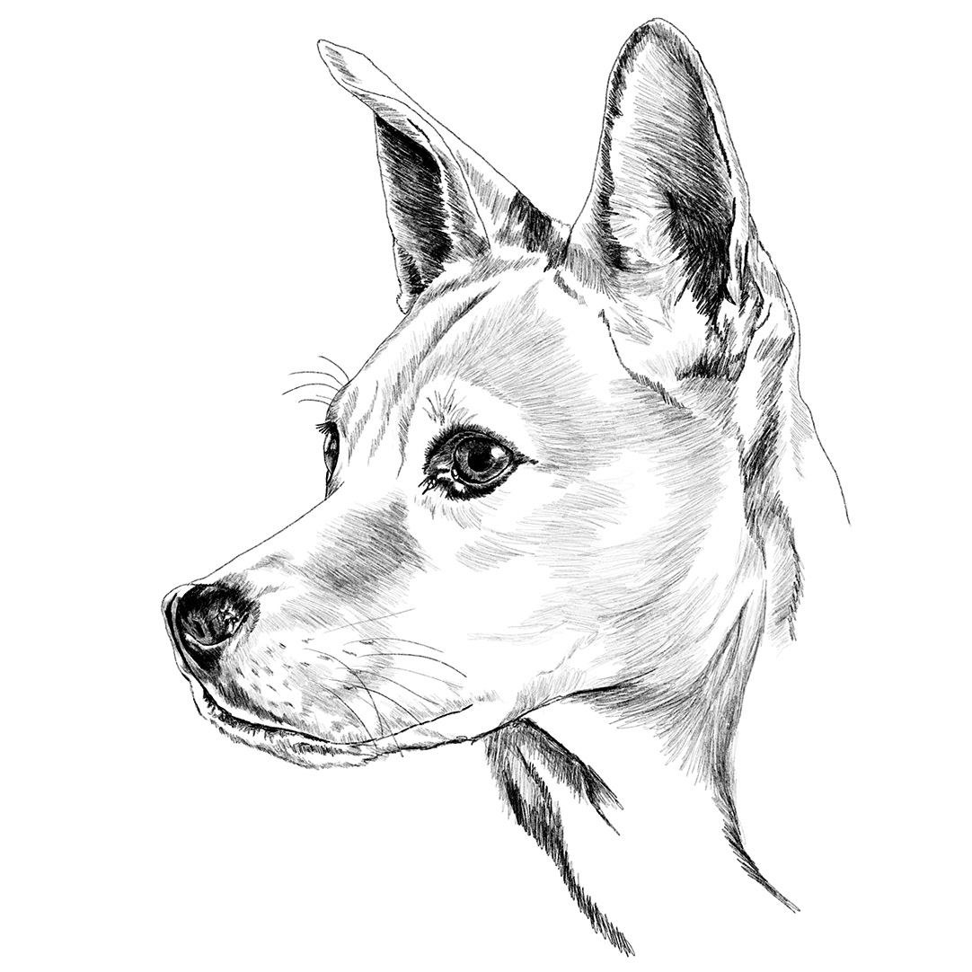 Dog Portrait