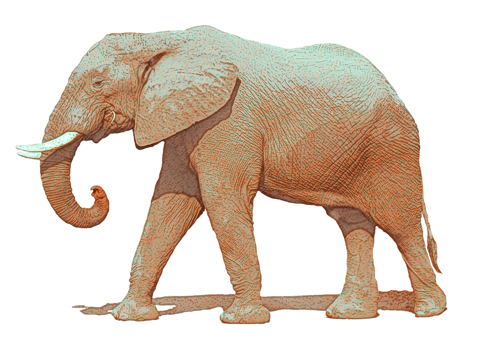 Elephant Illustration