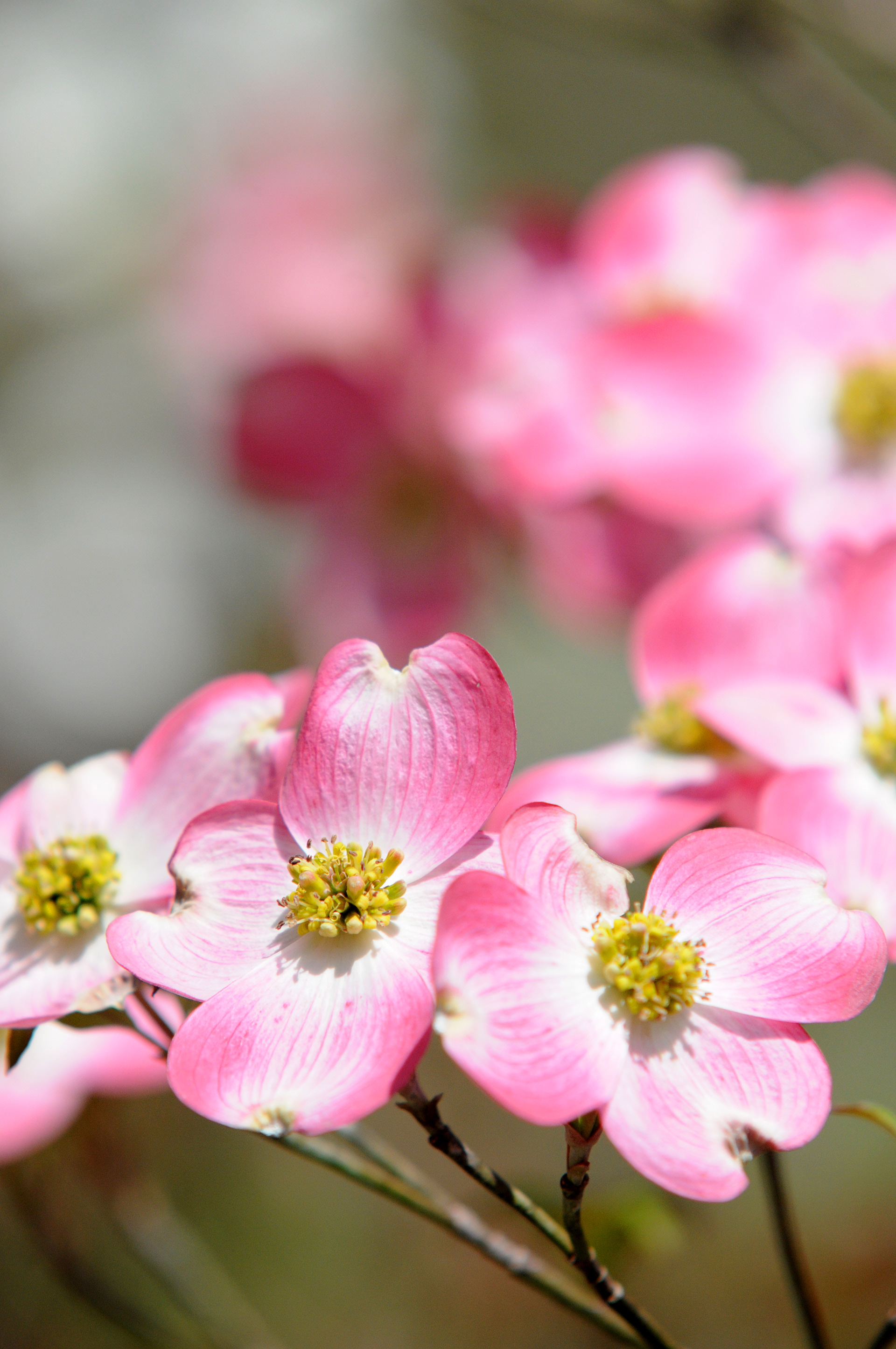 Dogwood Photo