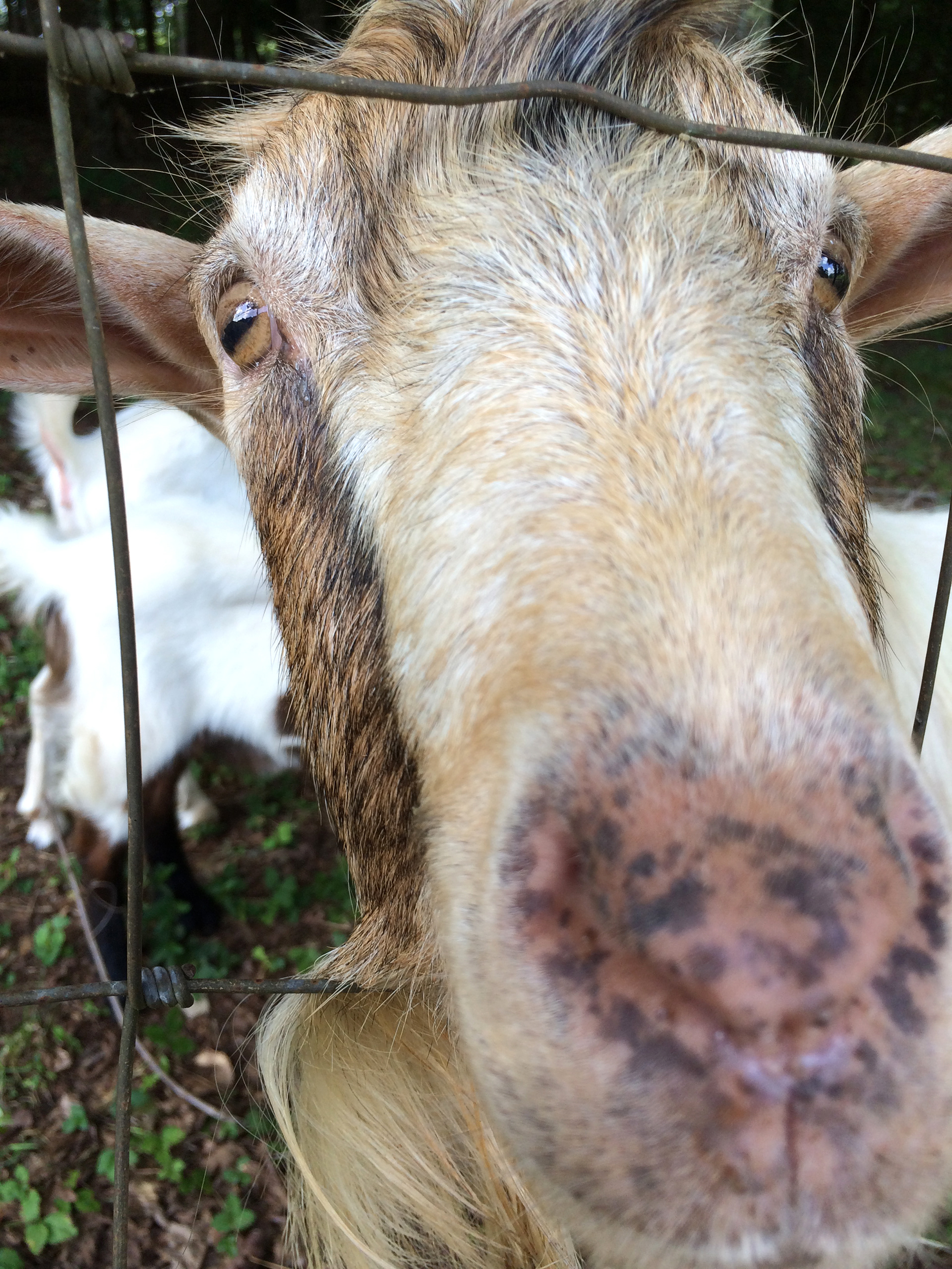 Thor the Goat Photograph