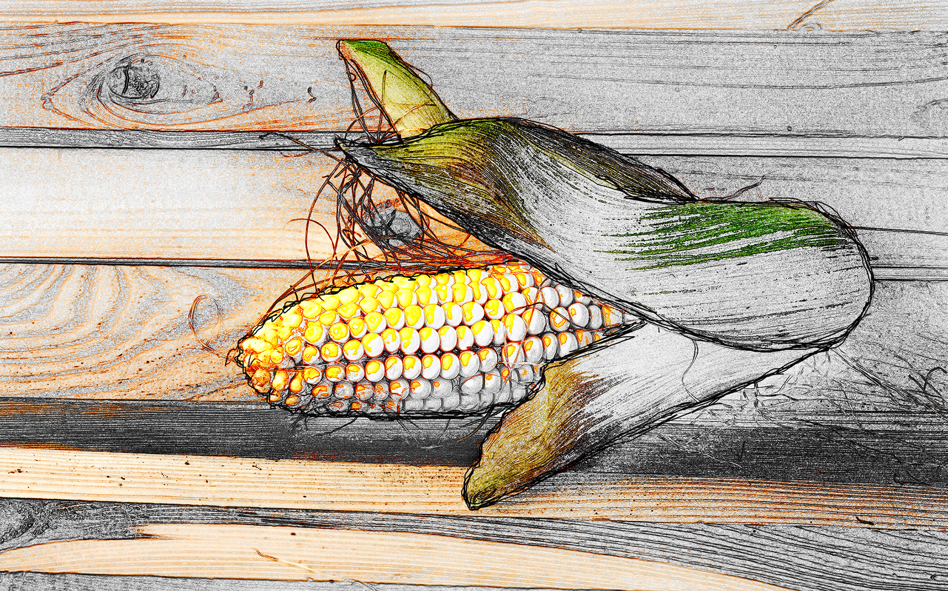 Corn Illustration Image
