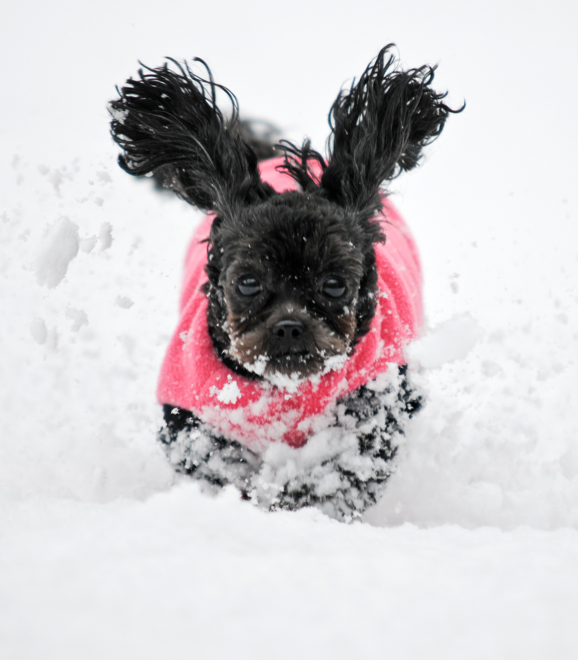 Puppy in First Snow Photograph