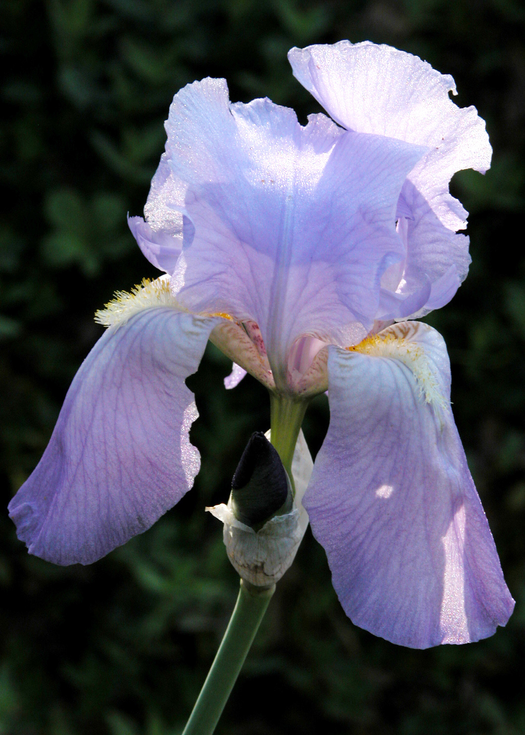 Iris Photograph