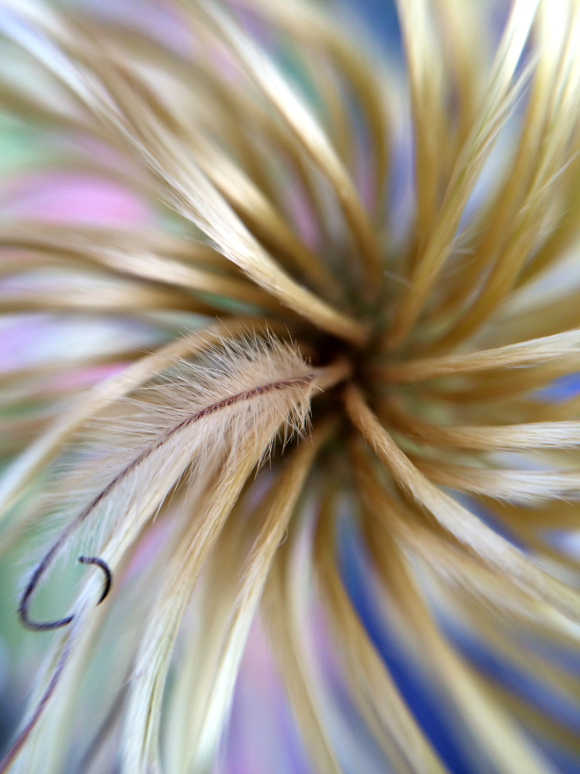 Clematis – Macro Photo