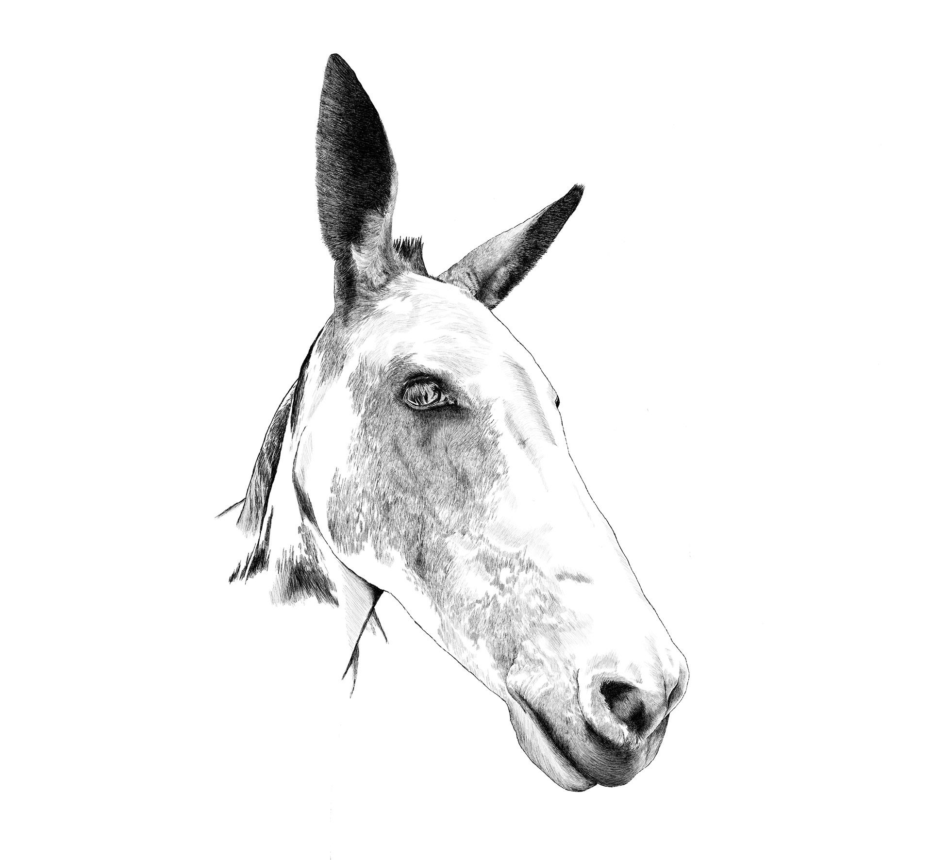 Mule Drawing