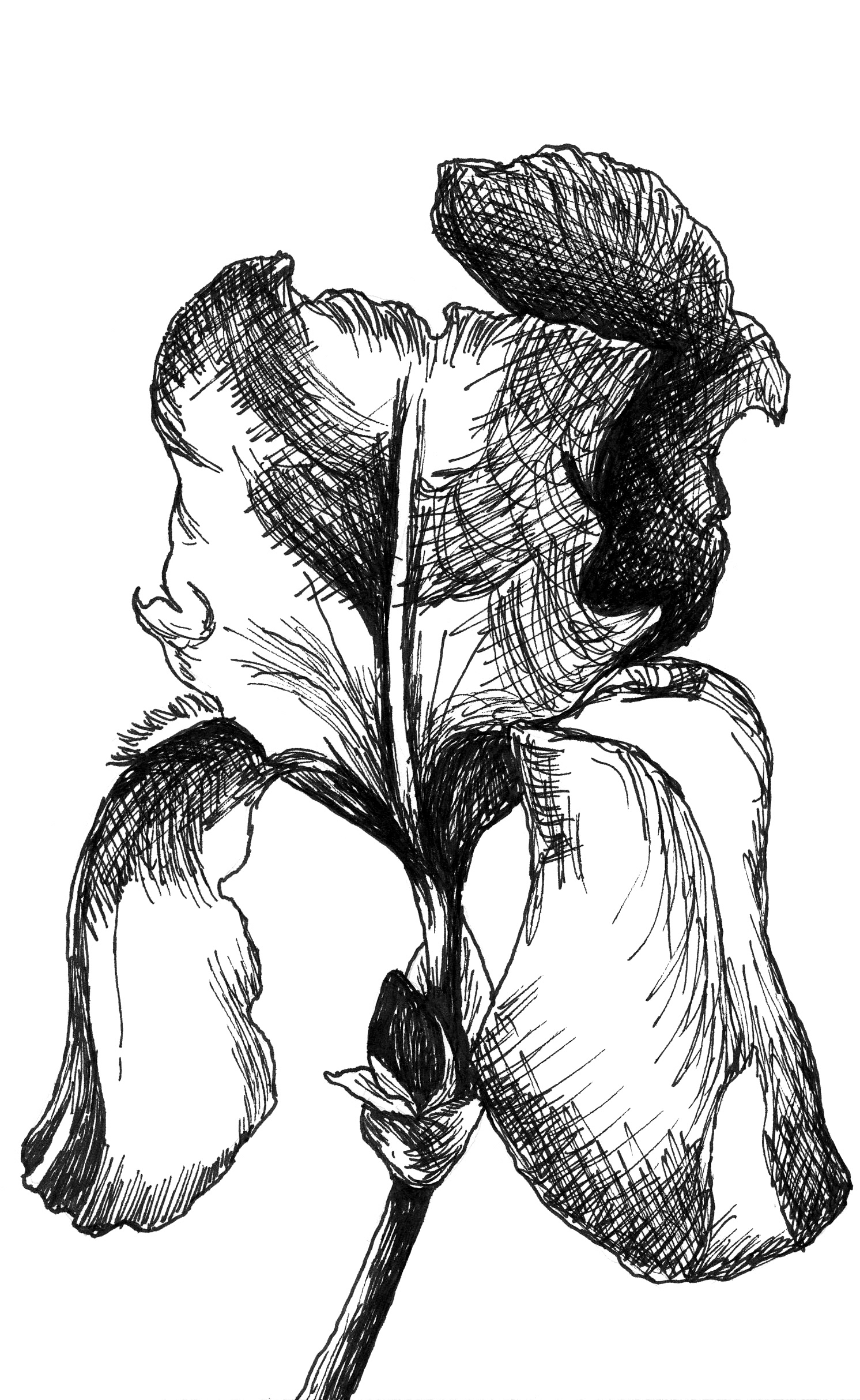 Iris Sketch