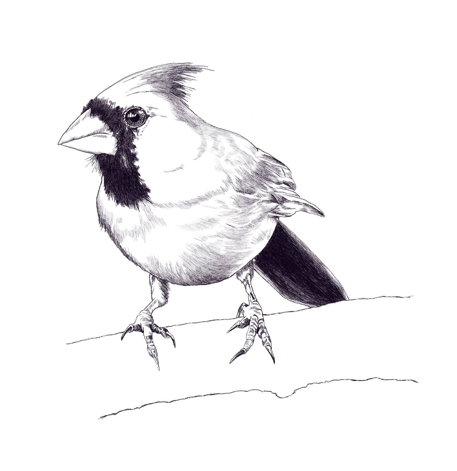 Cardinal Drawing