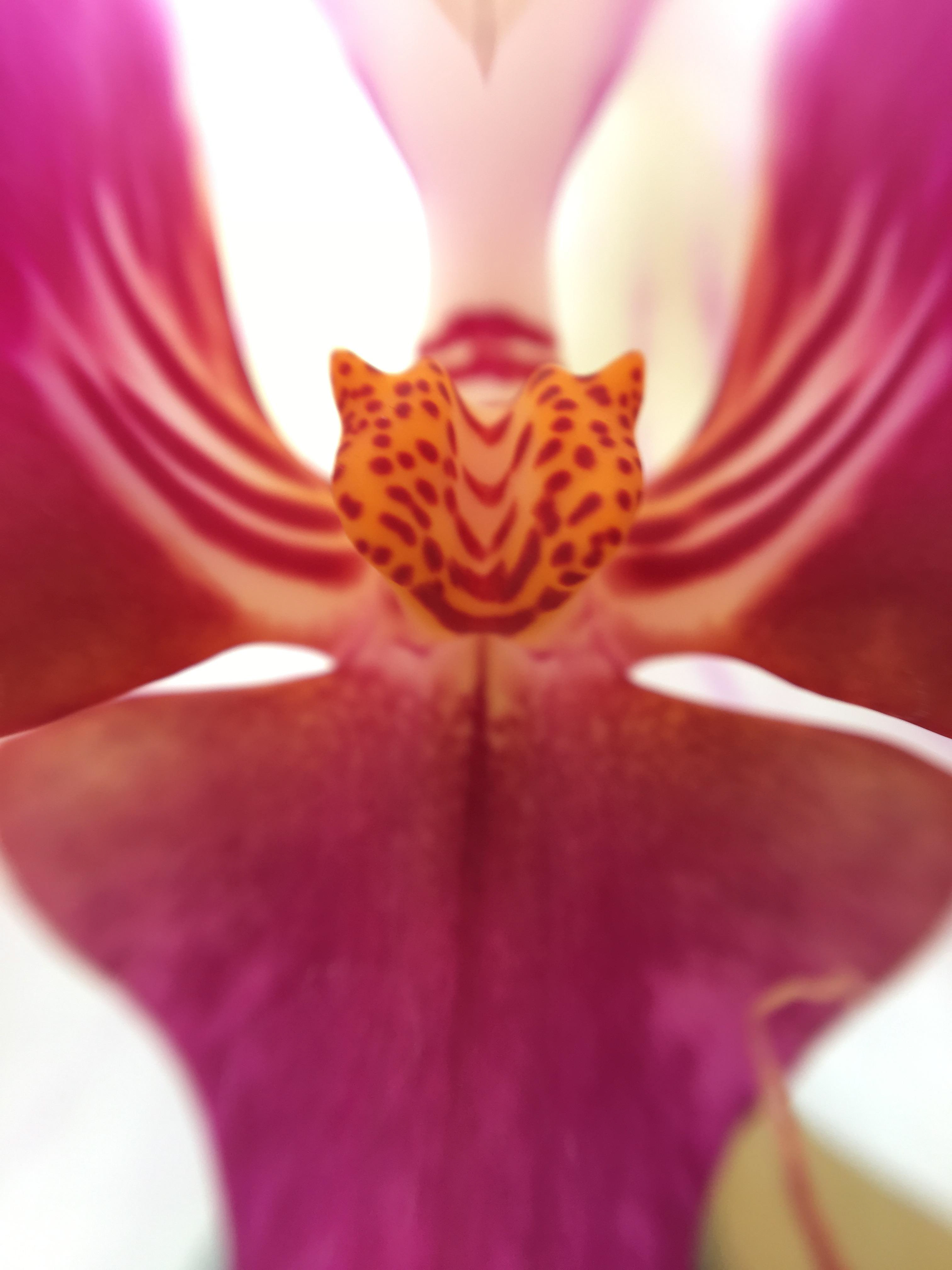 Orchid Detail Photo