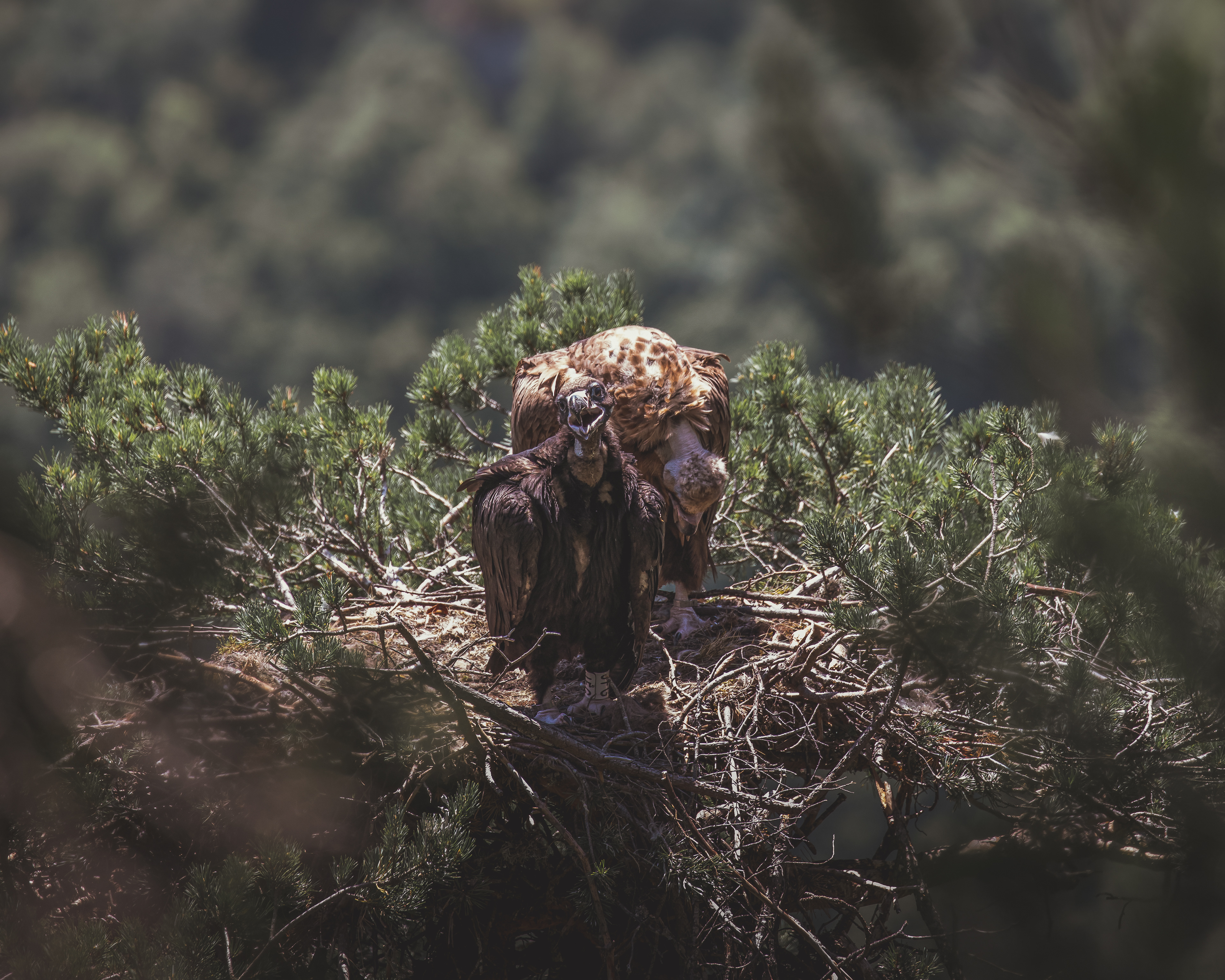 Juvénile Moine et sa mère