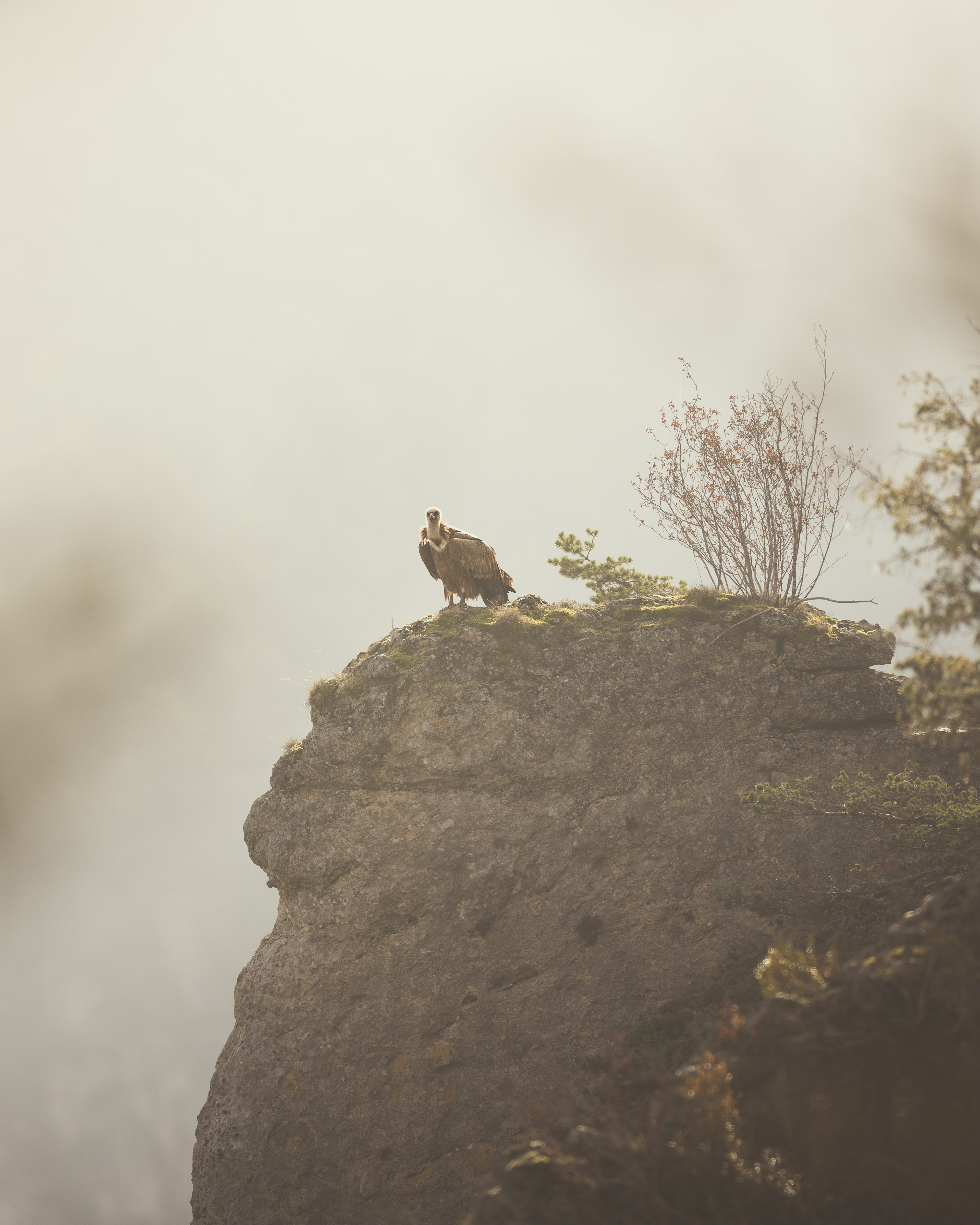 Attente que la brume se lève