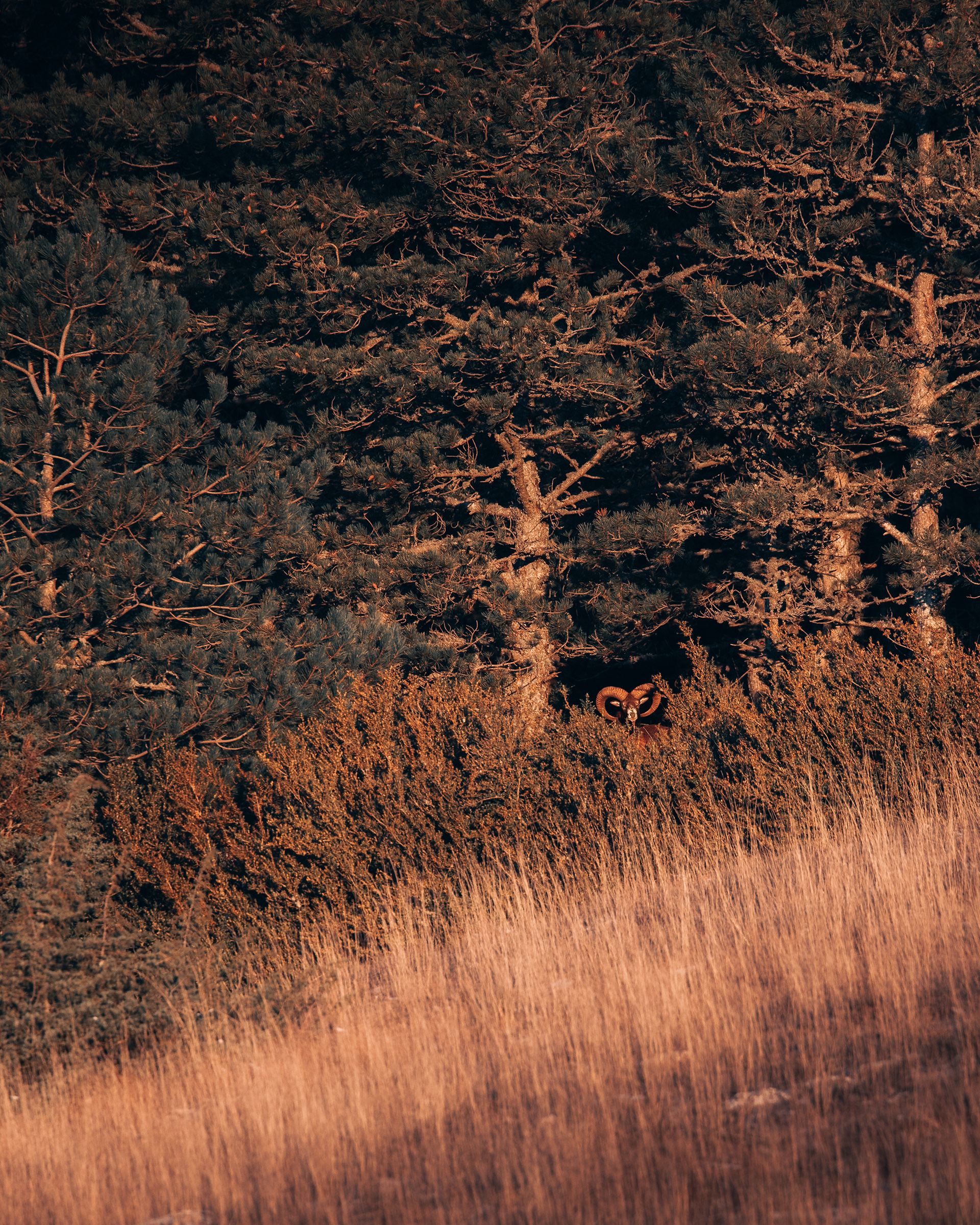 Camouflé mais pas trop