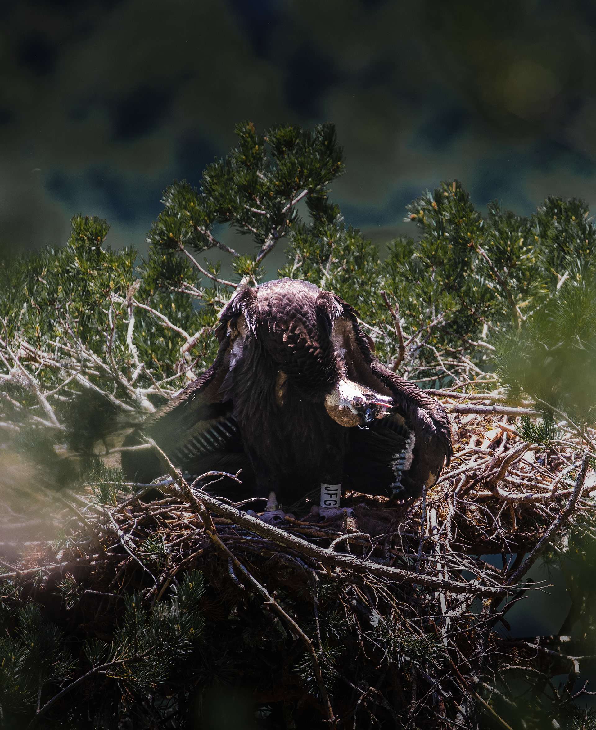 Révérence du juvénile