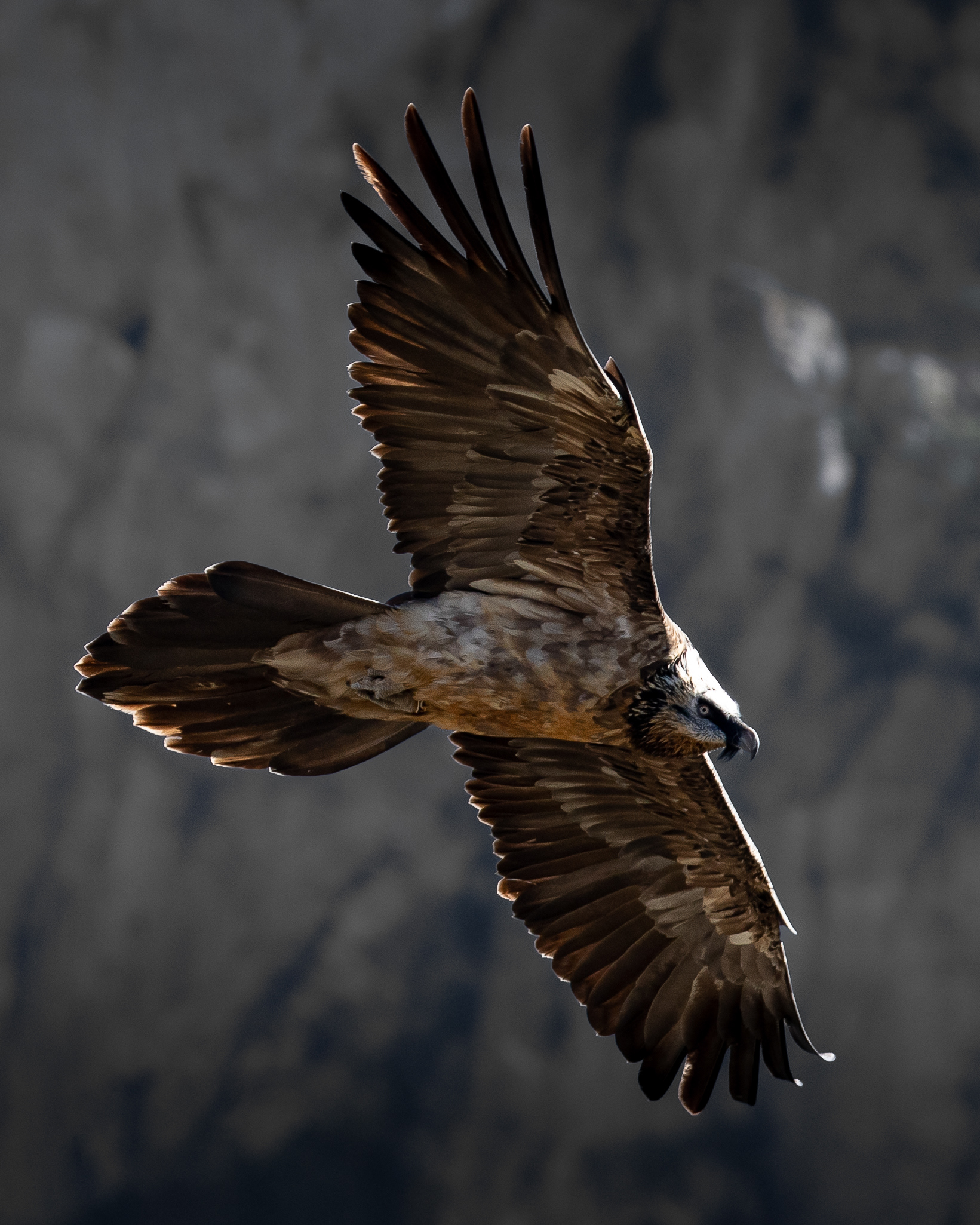 Gypaète subadulte (4ans)