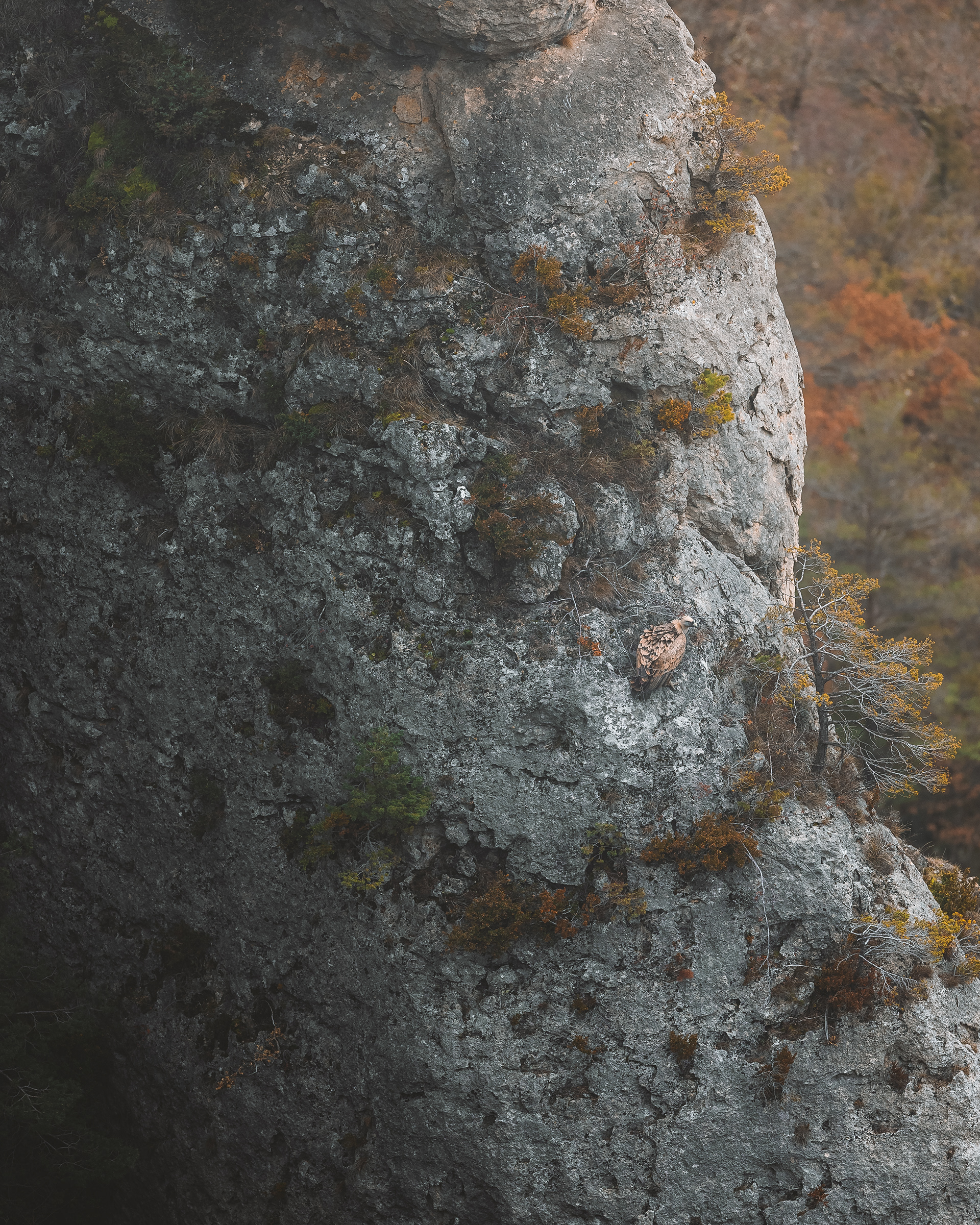 Perchoir au lever de soleil