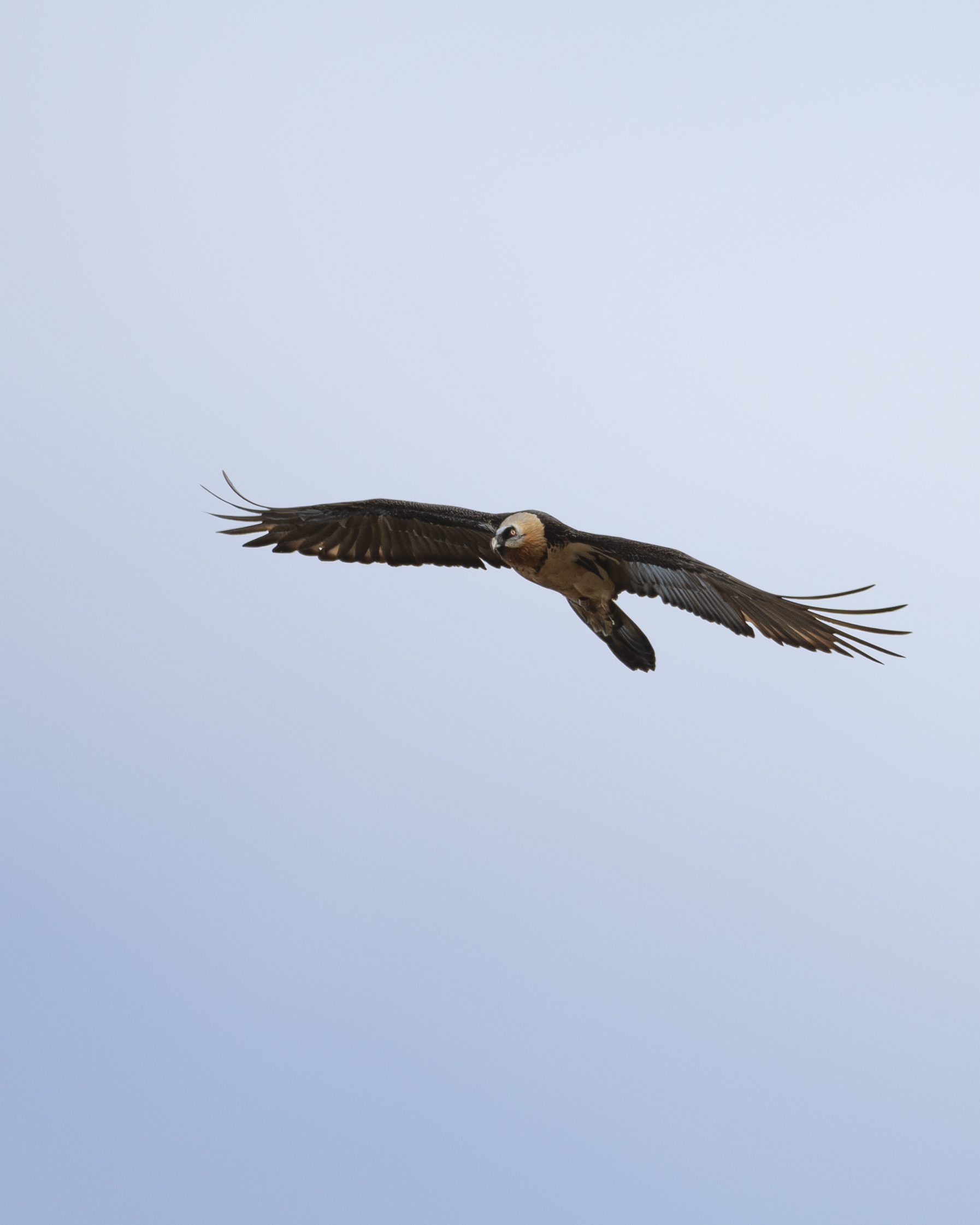 Gypaète adulte en vol