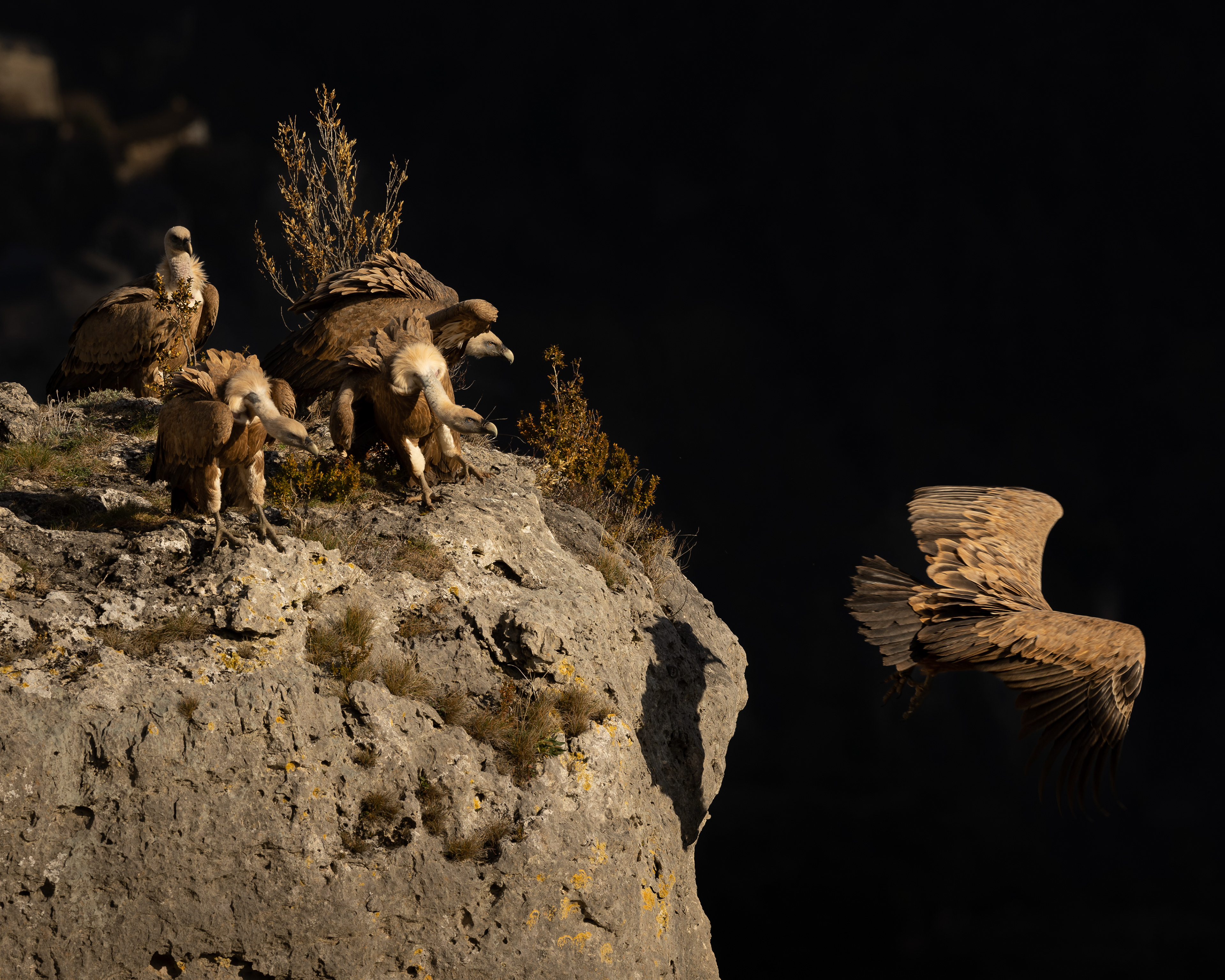 Démonstration de vol