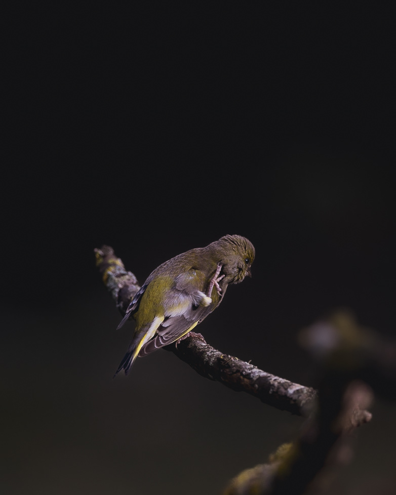Verdier en pleine toilette