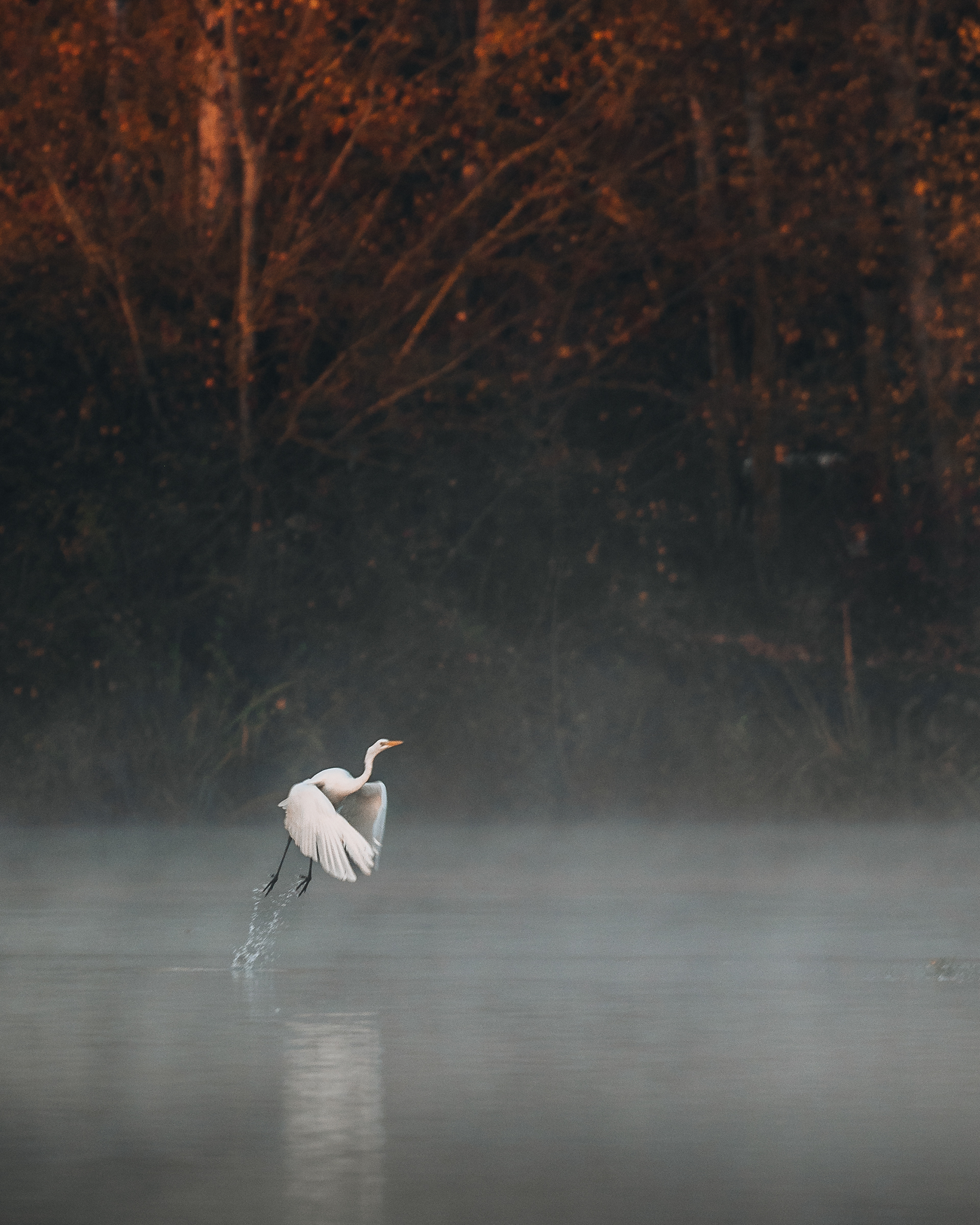Décollage d'une Aigrette