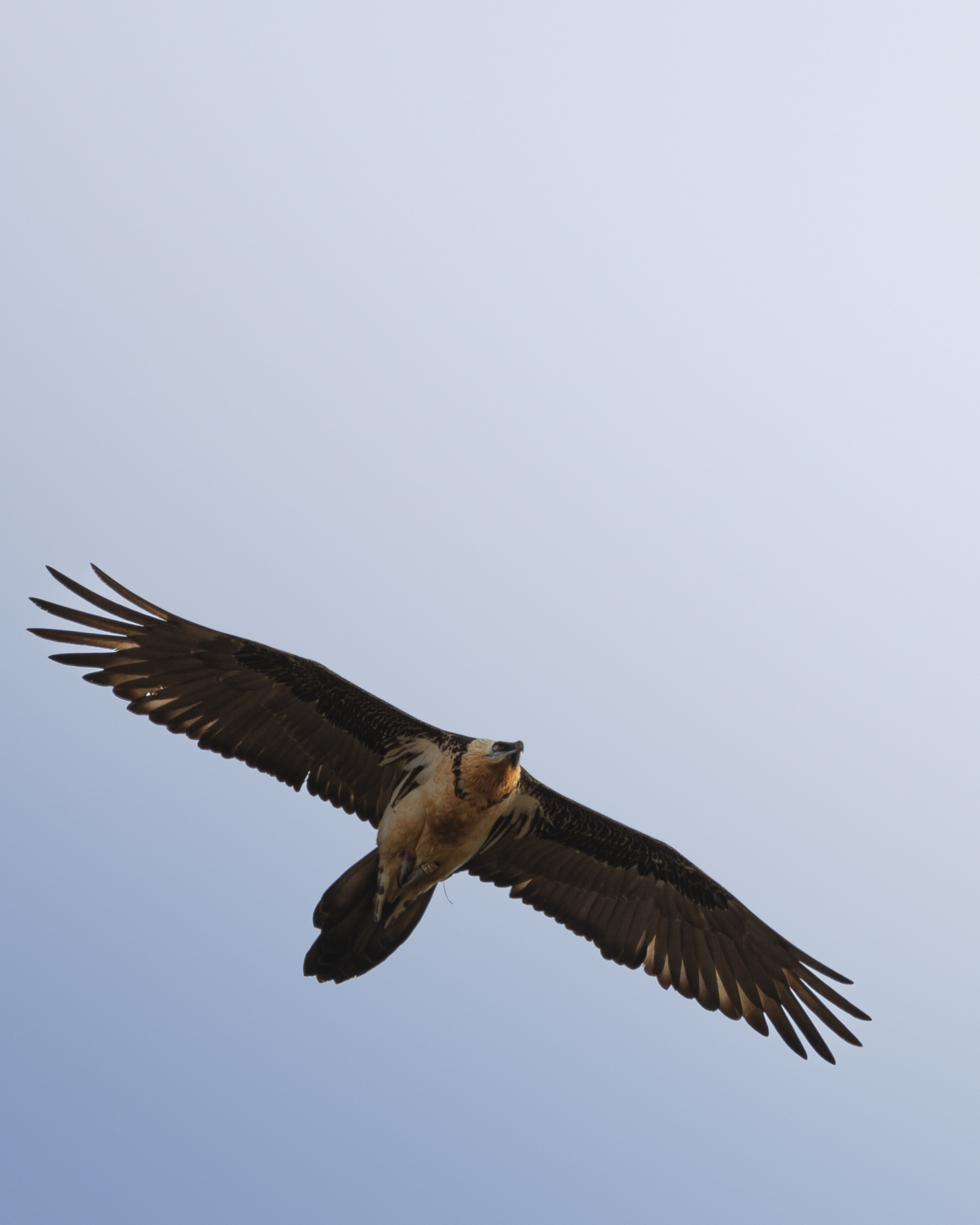 Gypaète adulte en vol