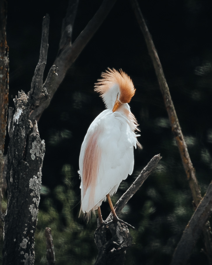 Beauté du Garde-Boeufs