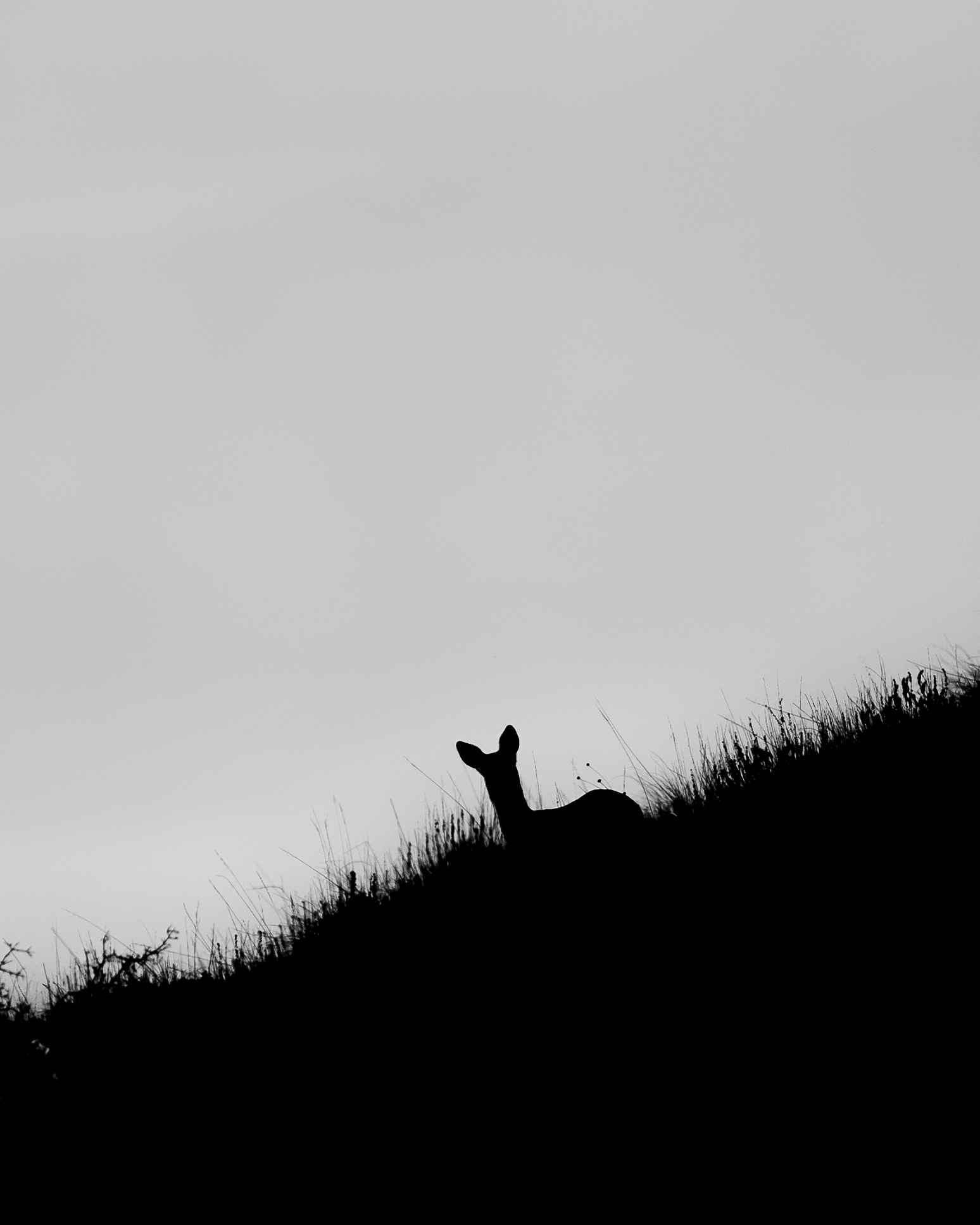 Silhouette chevrette