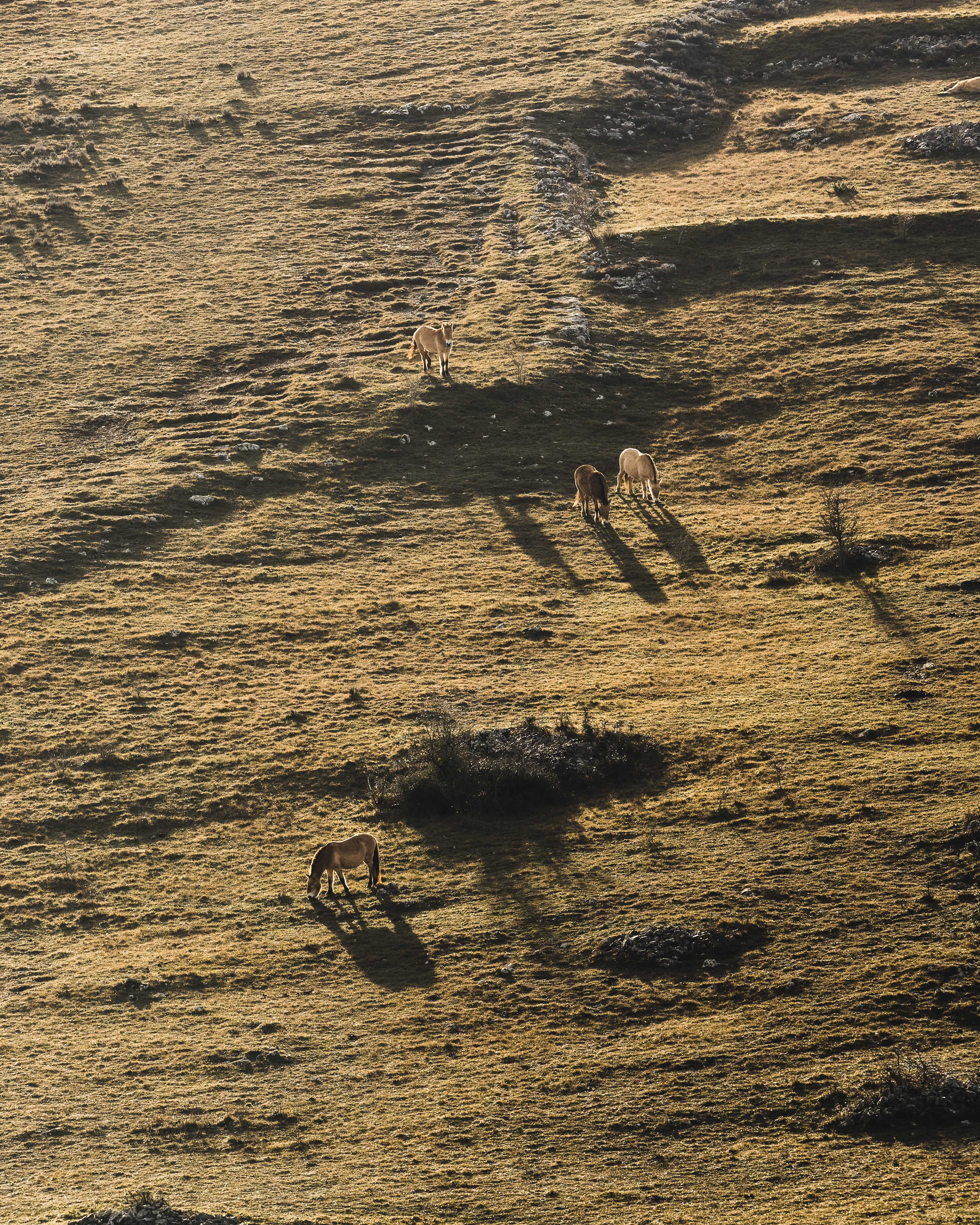 Chevaux de Przewalski, en liberté sur le causse du Méjean