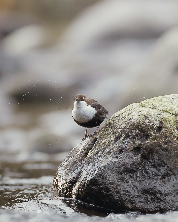 Cincle éclabousseur