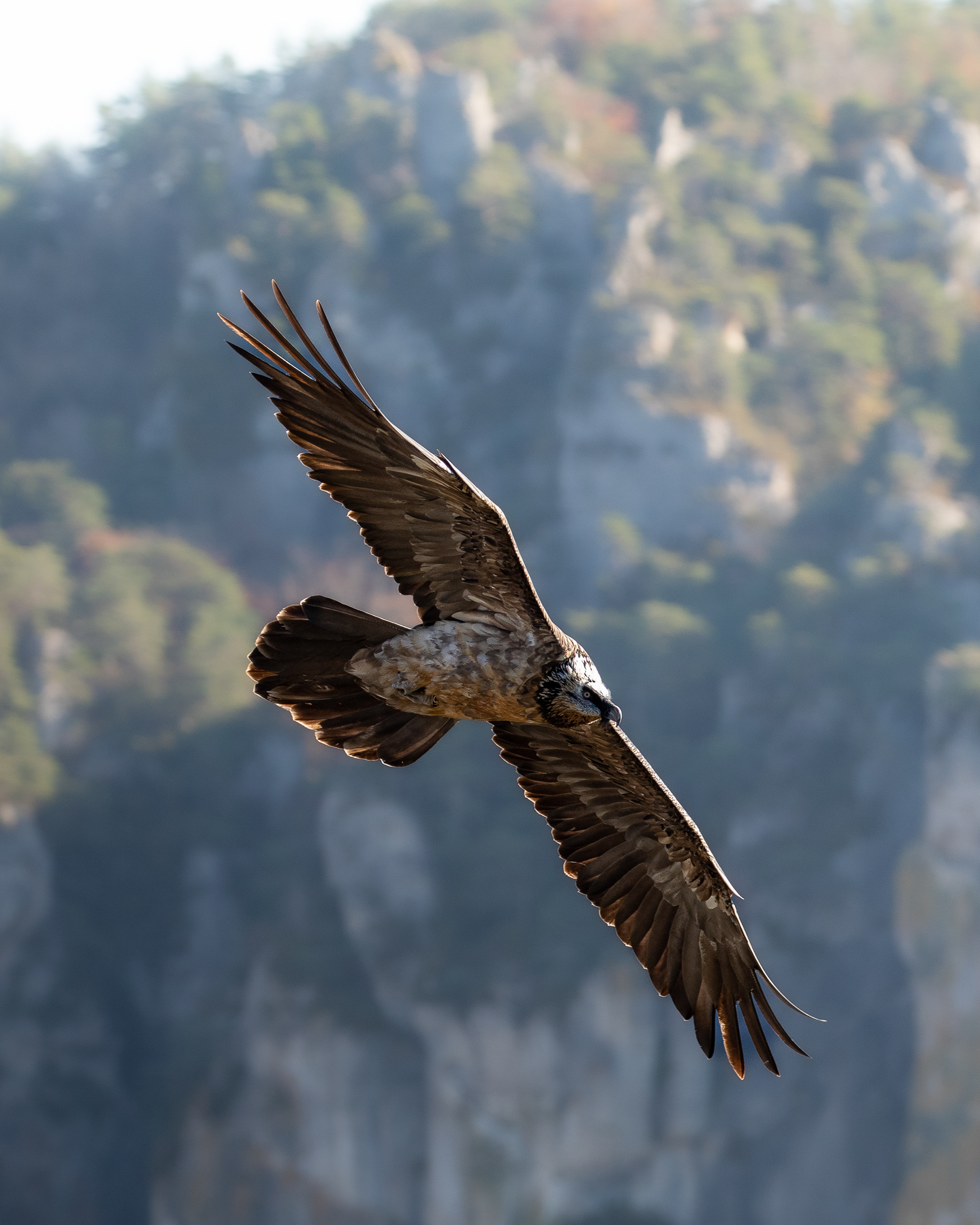 Gypaète subadulte (4ans)