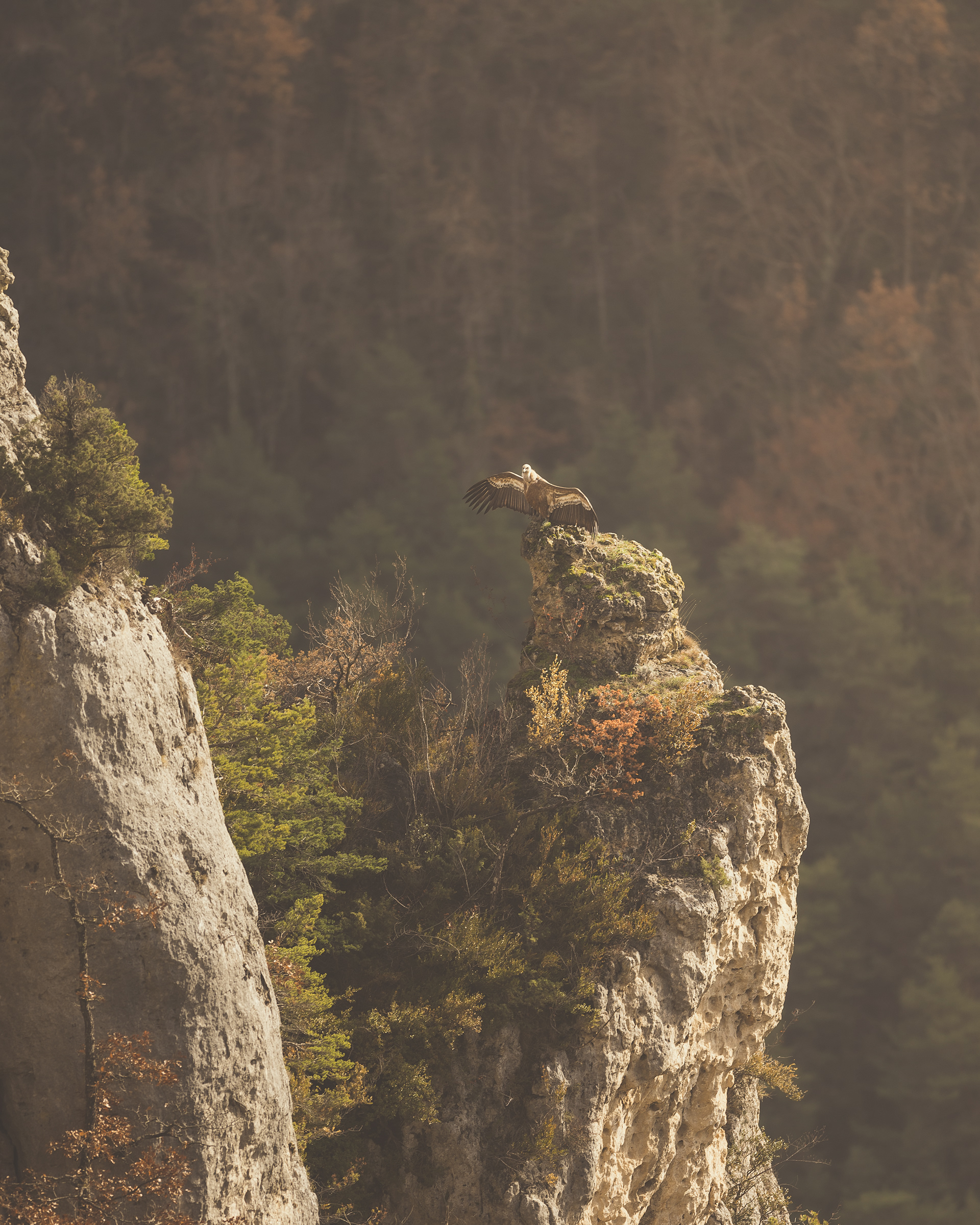 Ensoleillement du Fauve 