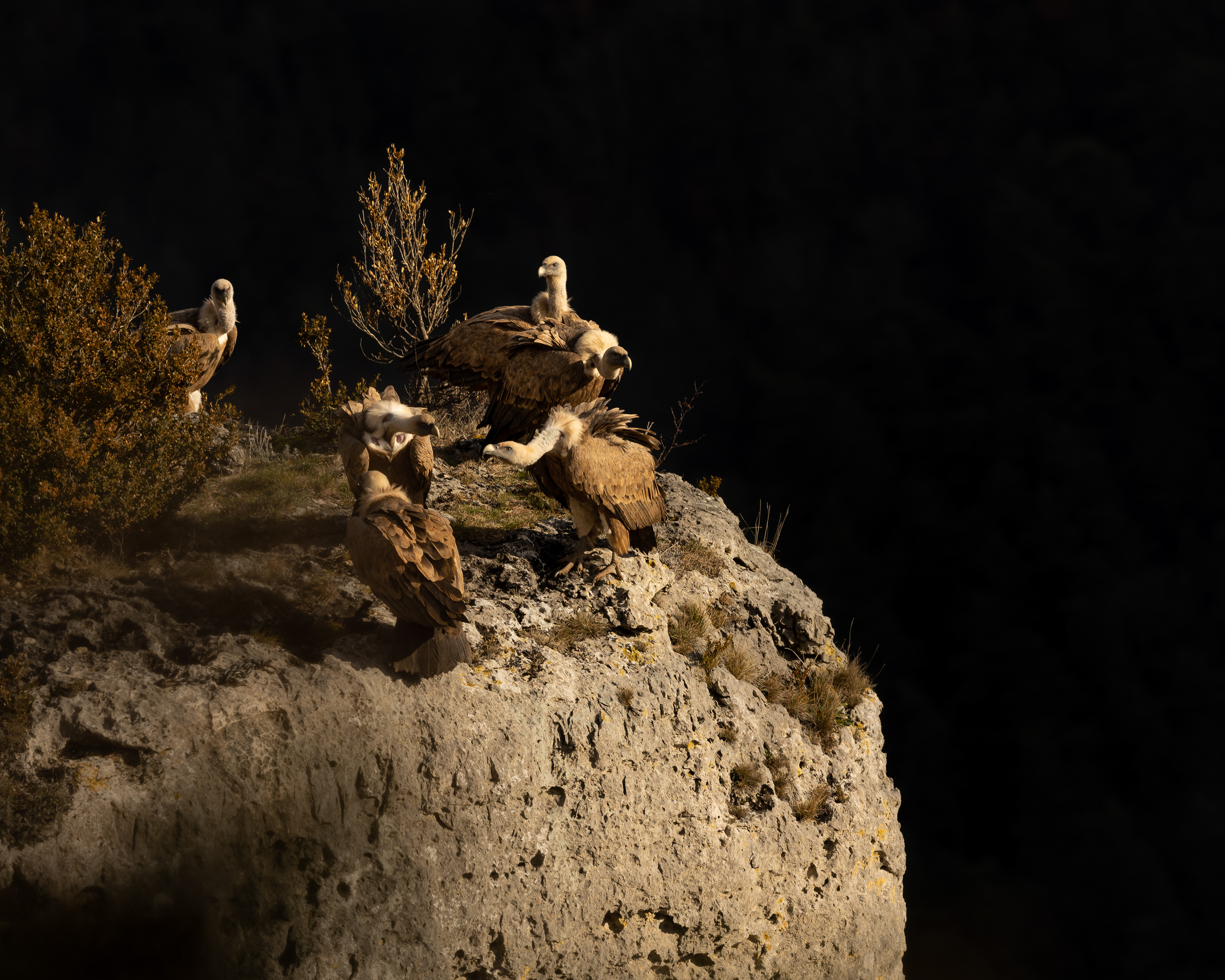 Dispute de voisinage