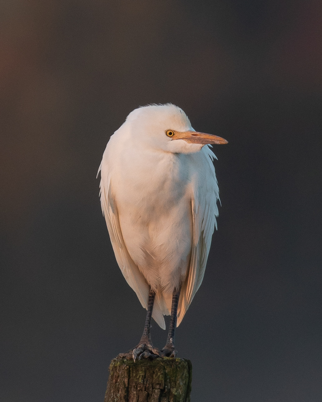 Garde-Bœufs dans la froideur de l'Ariège