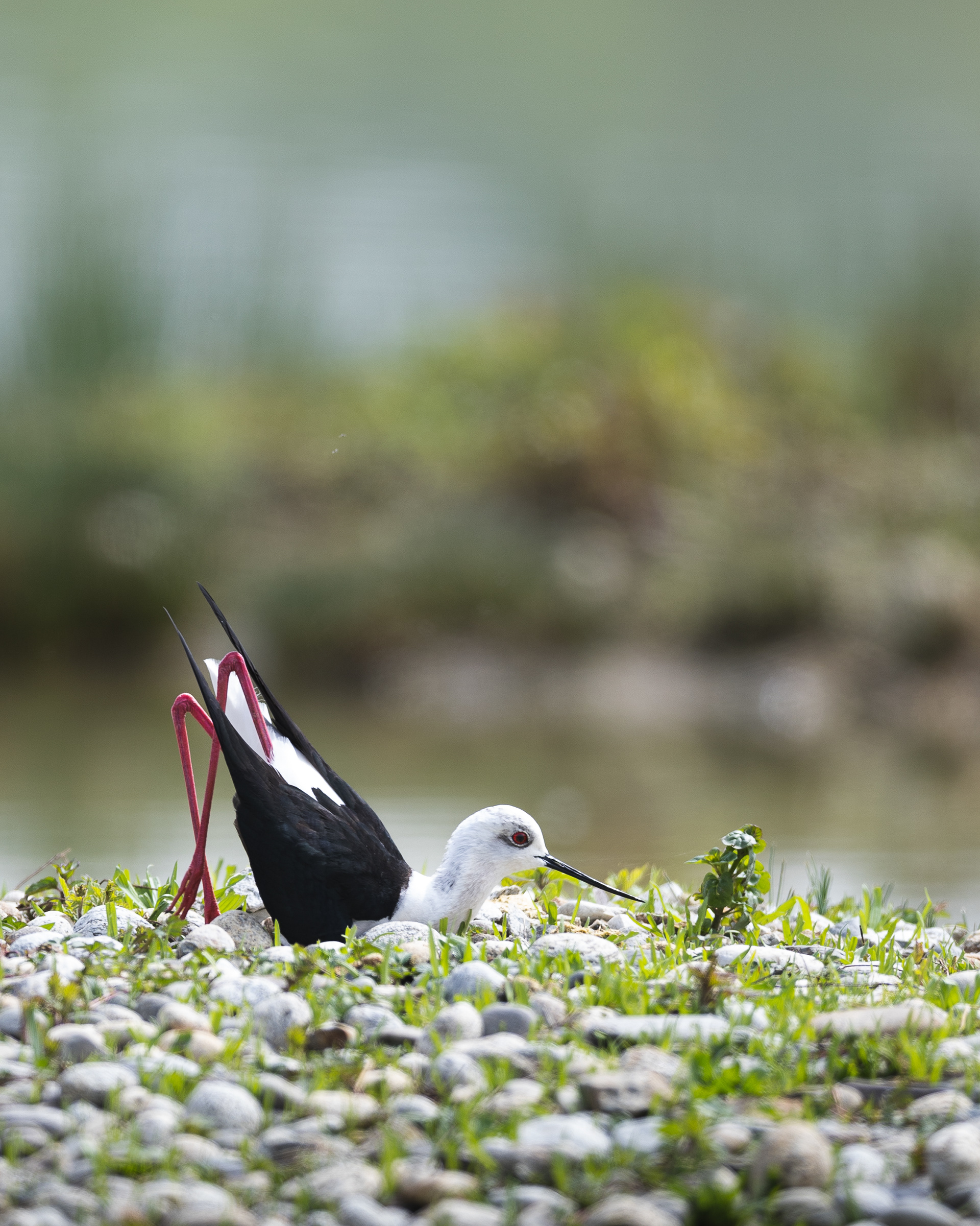 Ventre glisse d'une Echasse