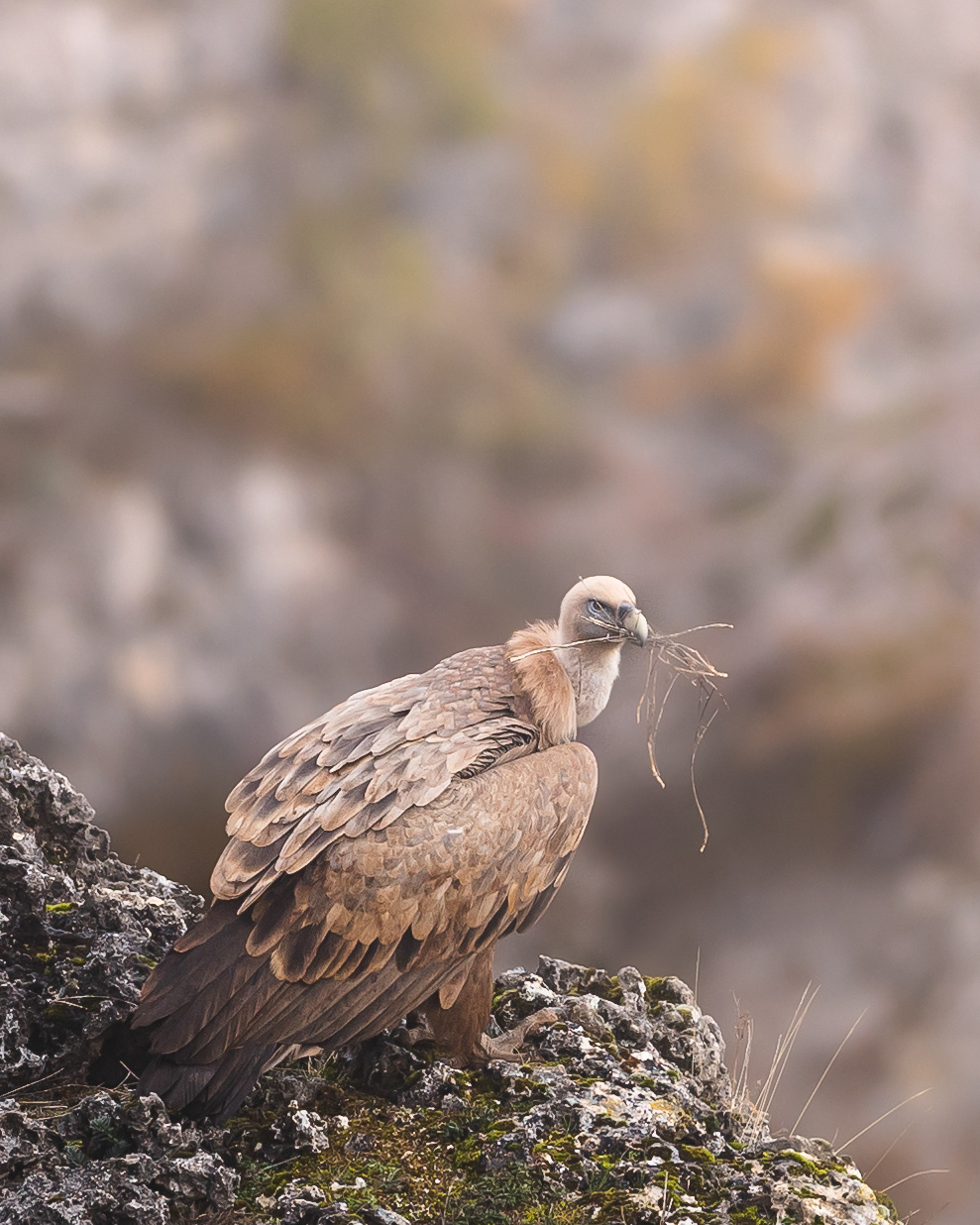 Vautour Fauve tenant en son bec des branchages pour le nid