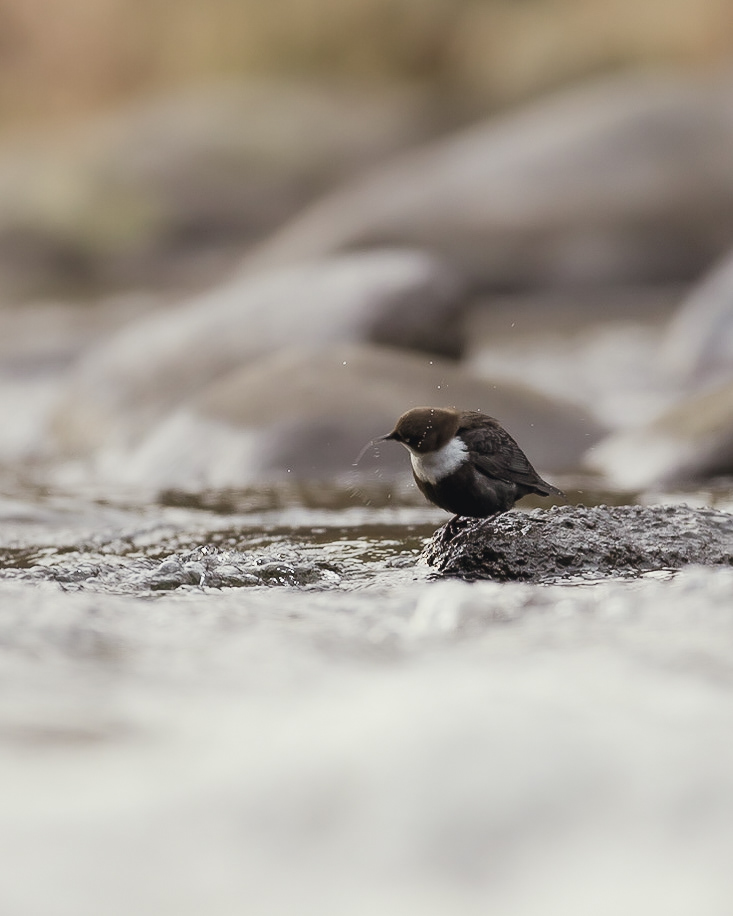 Cincle éclabousseur le retour
