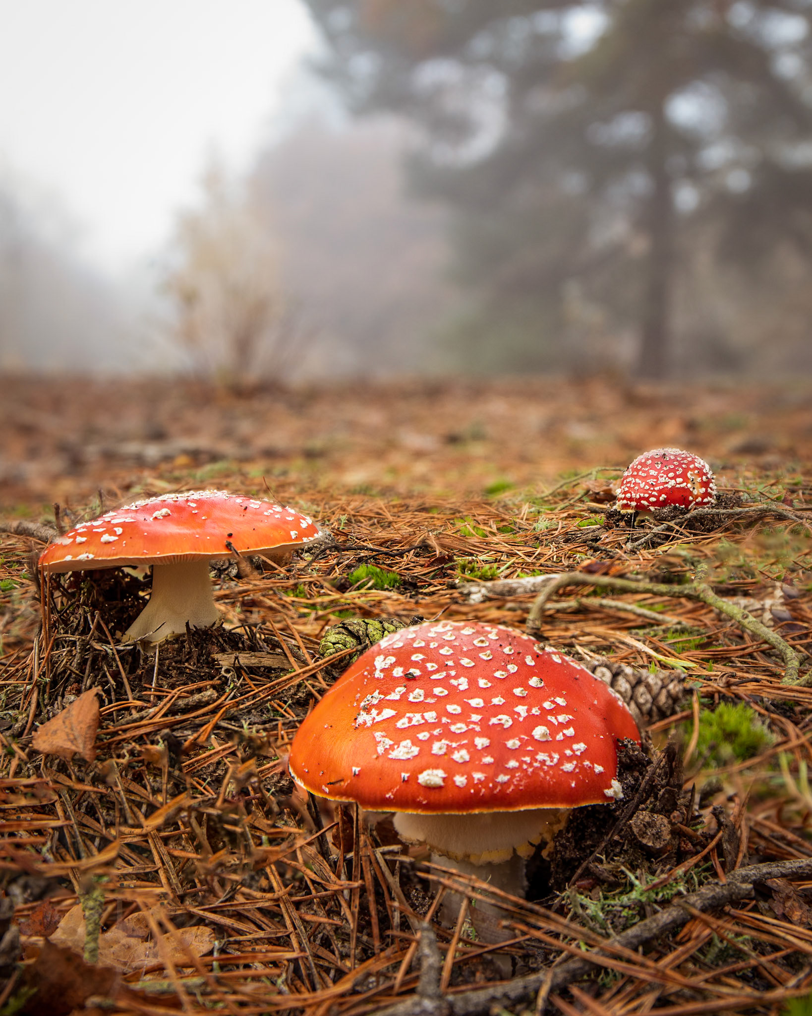 March of the Mushrooms